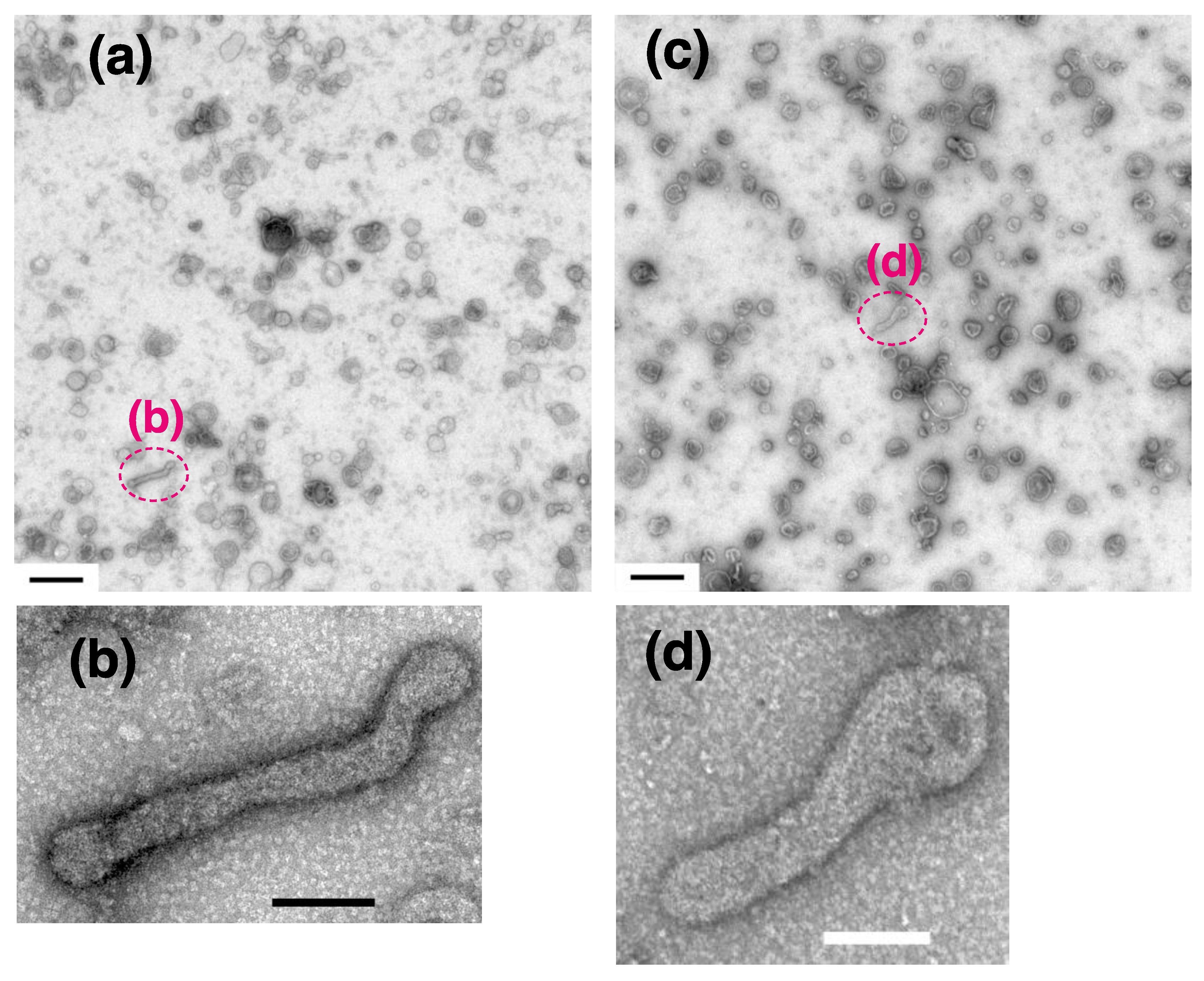 Ijms 22 02624 g009 Ijms 22 02624 g009