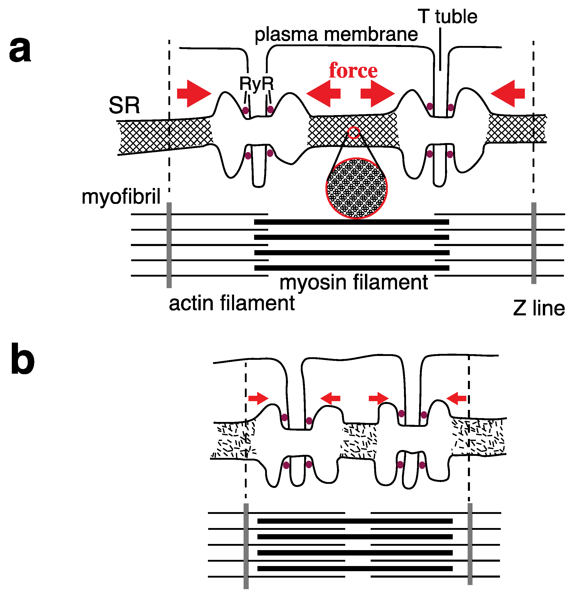 Ijms 22 02624 g012 Ijms 22 02624 g012