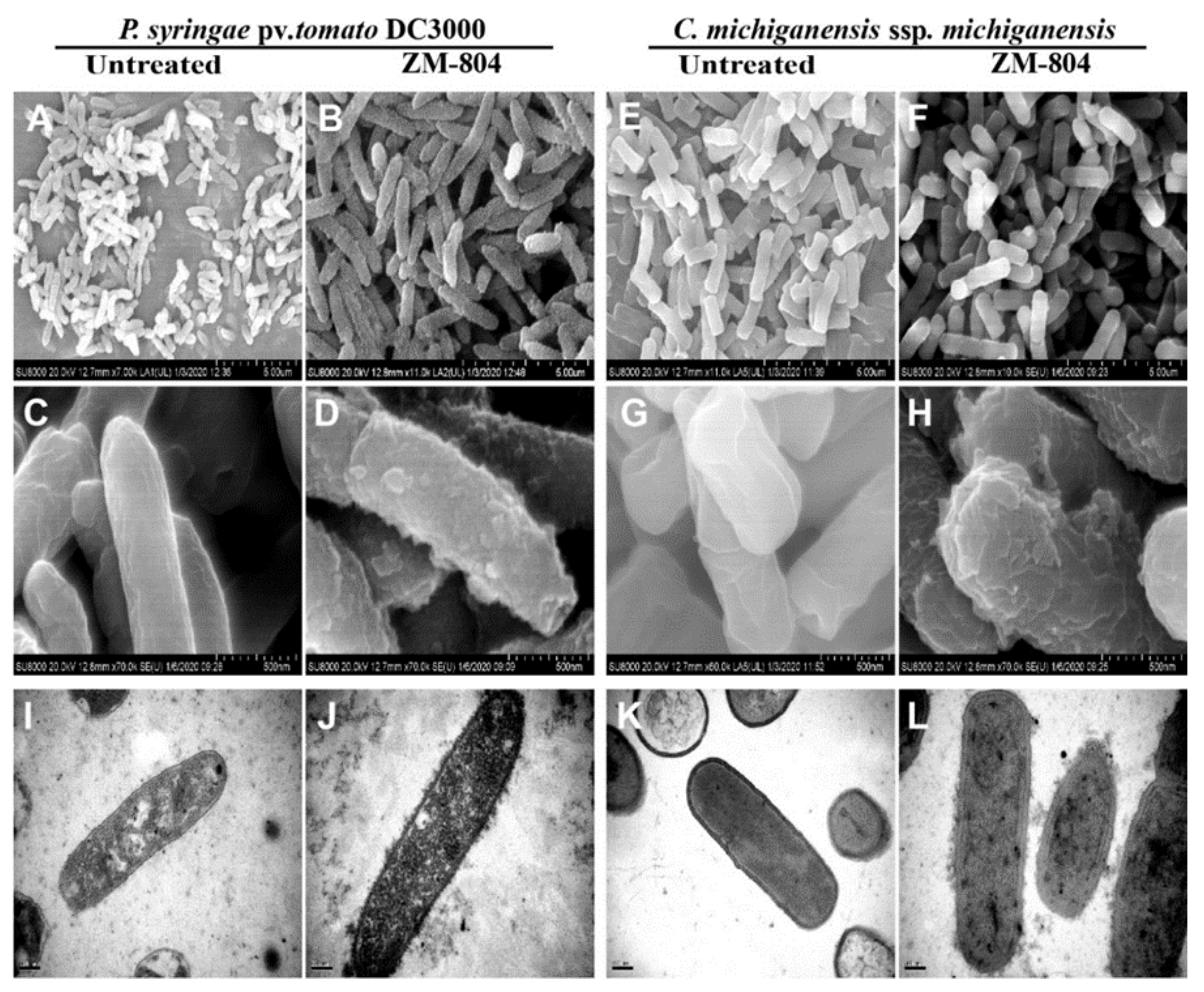 Ijms Free Full Text Prediction And Activity Of A Cationic A Helix Antimicrobial Peptide Zm 804 From Maize Html