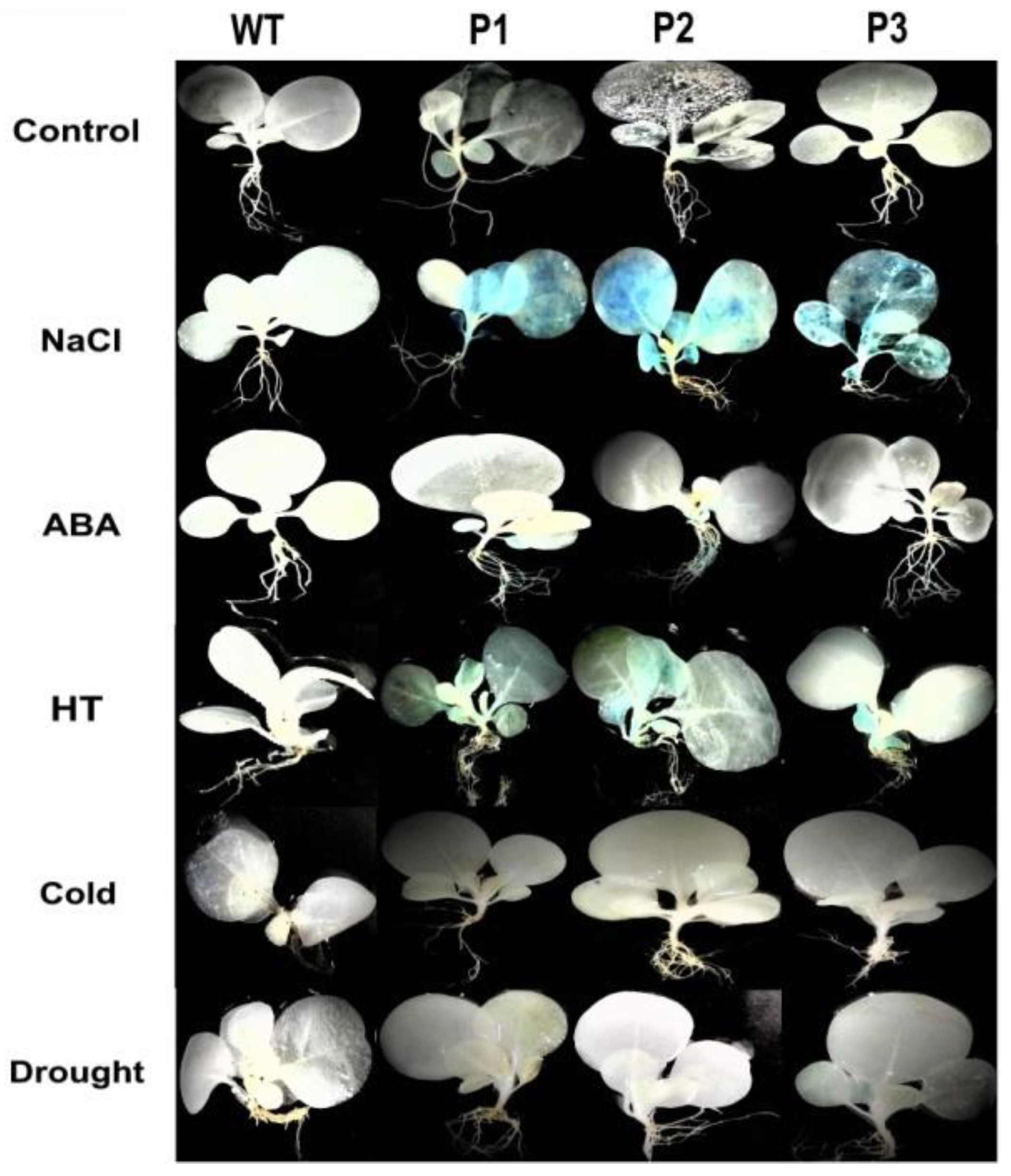 Ijms 22 02656 g003 Ijms 22 02656 g003