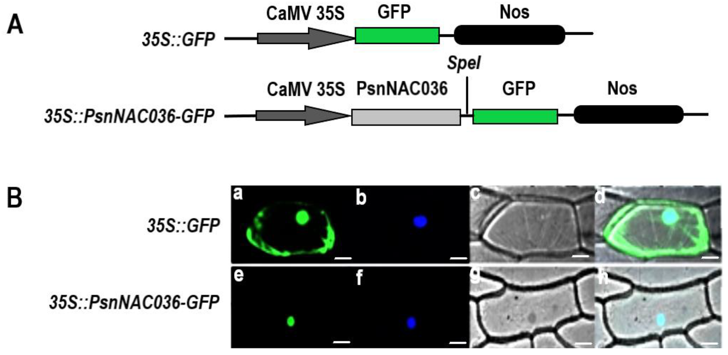 Ijms 22 02656 g004 Ijms 22 02656 g004