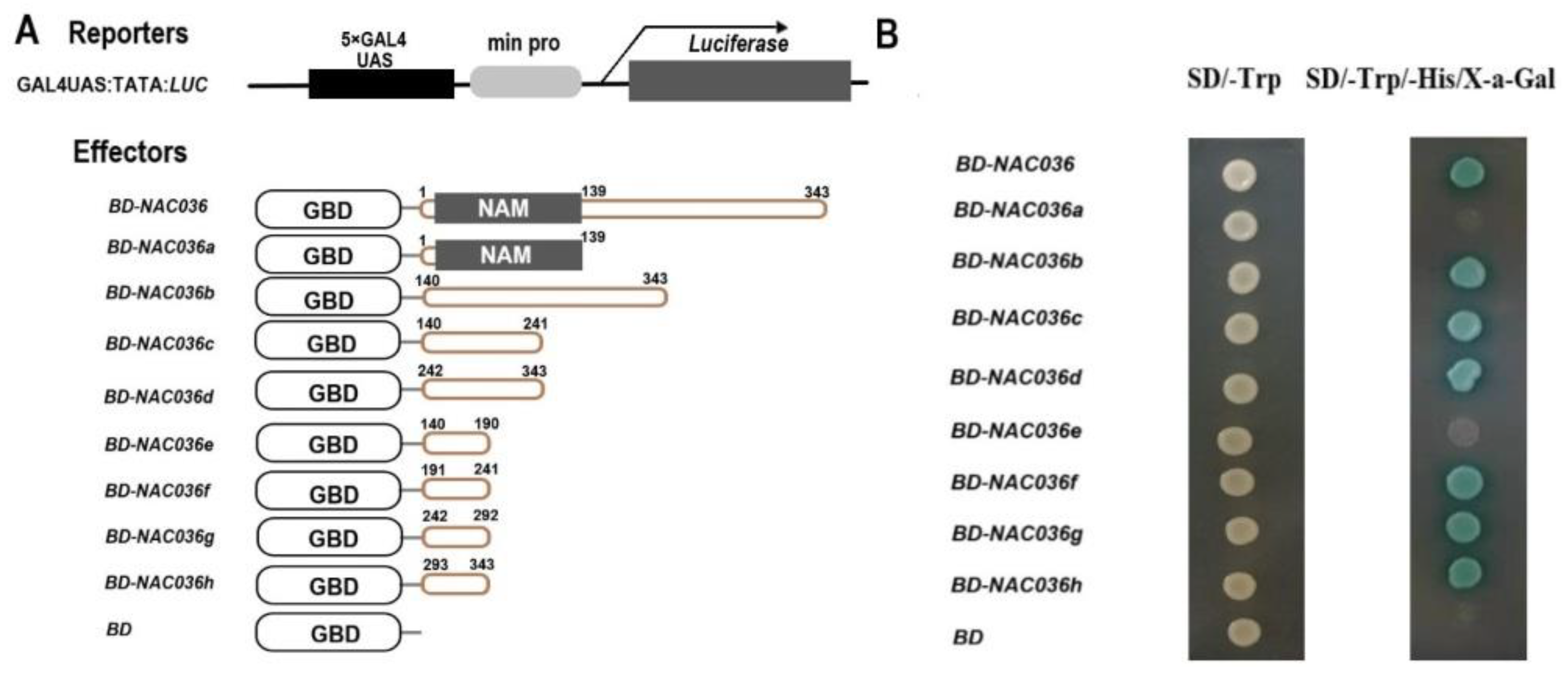 Ijms 22 02656 g005 Ijms 22 02656 g005