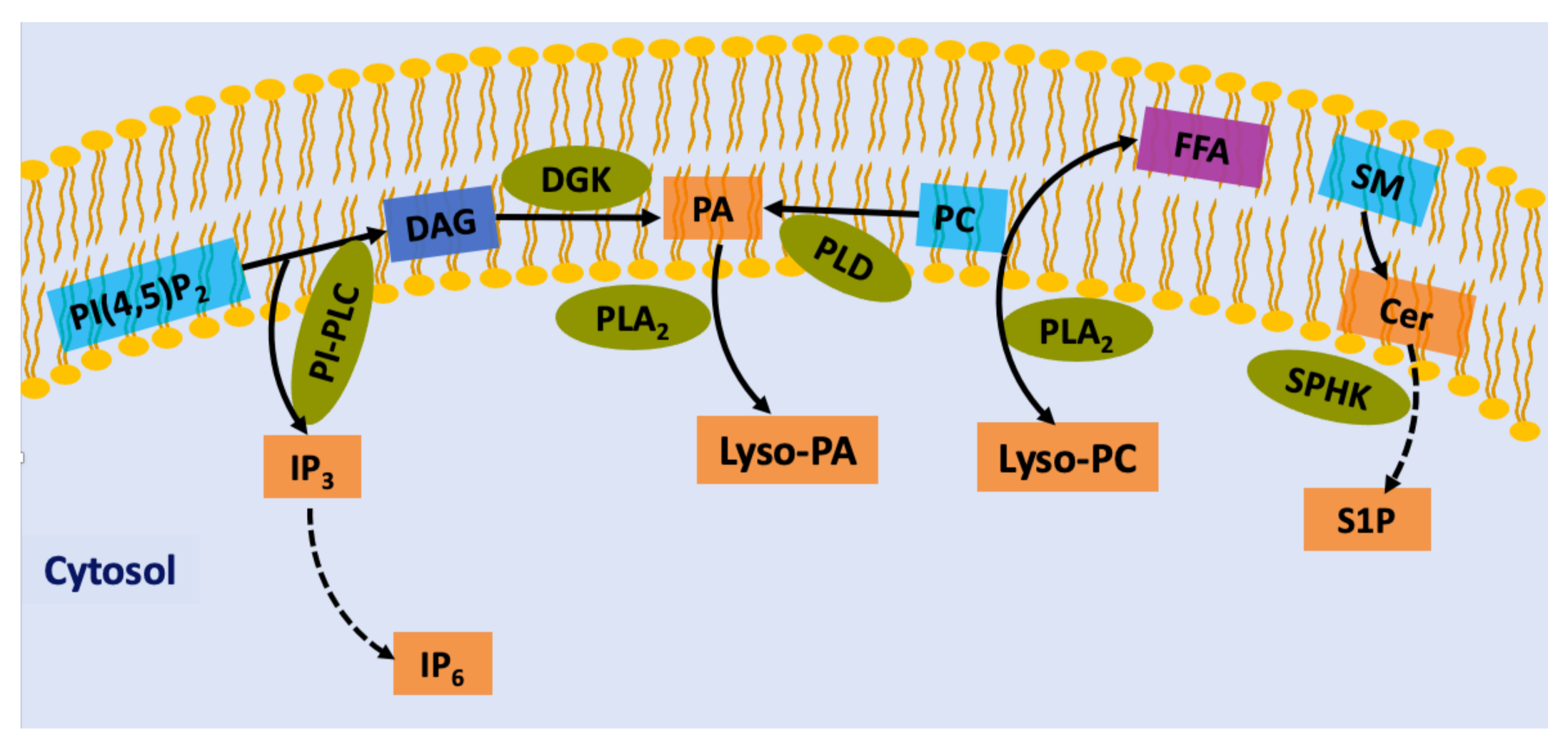 Lipid signaling là một lĩnh vực nghiên cứu mới cung cấp thông tin về những tác dụng của lipid trong quá trình tương tác của các tế bào trong cơ thể. Nó liên quan đến sự phát triển và điều chỉnh của tế bào và cơ quan dẫn đến những ứng dụng y tế tiềm năng. Hãy xem ngay hình ảnh liên quan để tìm hiểu thêm về lipid signaling.