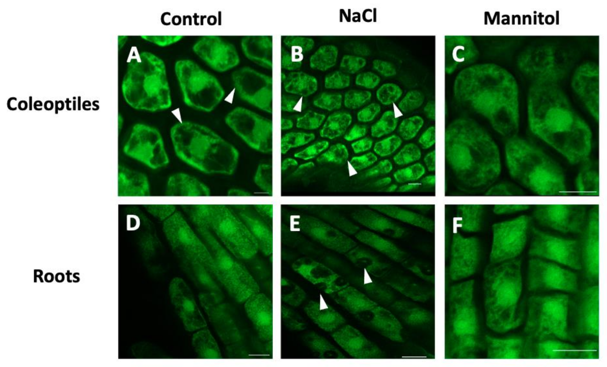 Ijms 22 02658 g002 Ijms 22 02658 g002