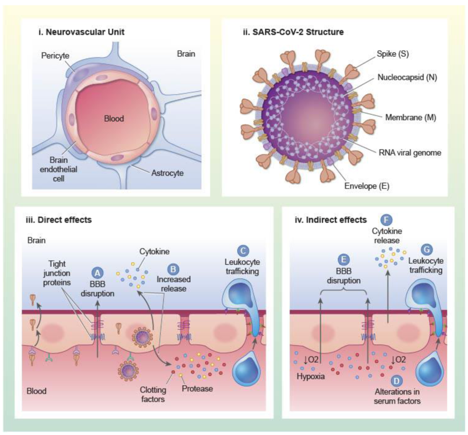 Ijms 22 02681 g001 Ijms 22 02681 g001
