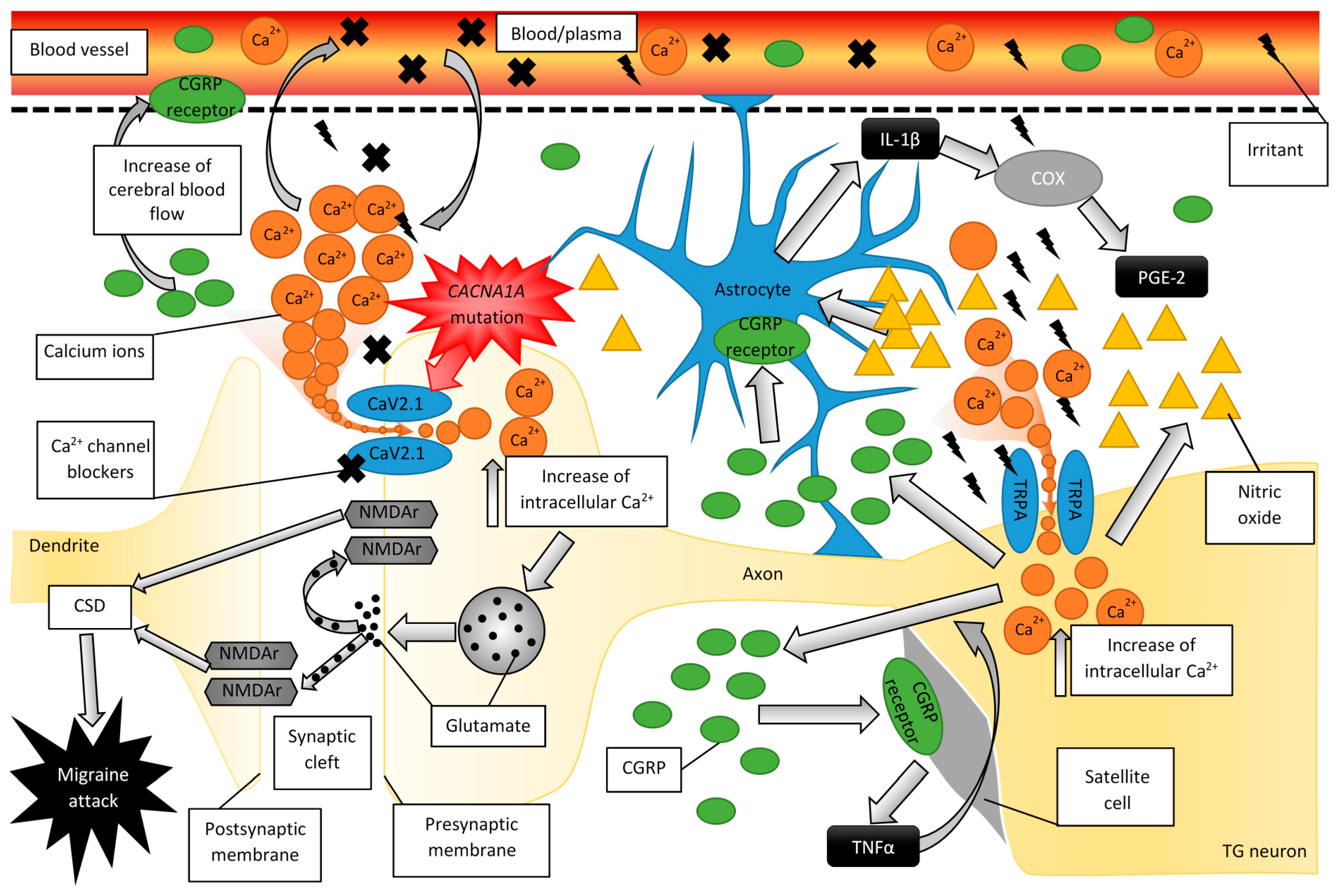 IJMS | Free Full-Text | Migraine: Calcium Channels and Glia | HTML