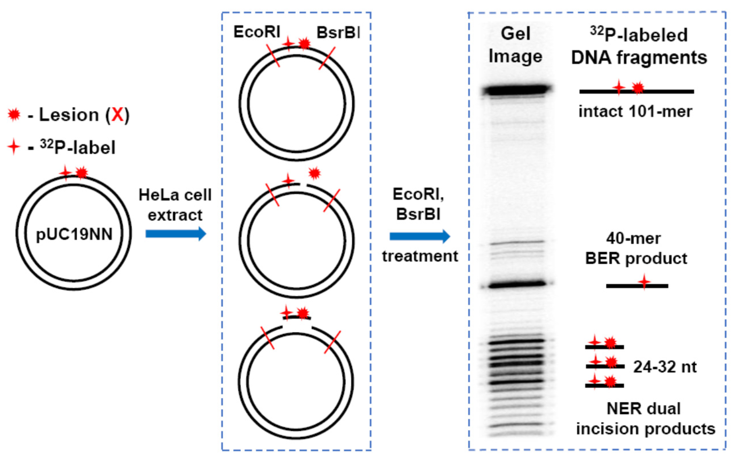 Ijms 22 02698 g003 Ijms 22 02698 g003