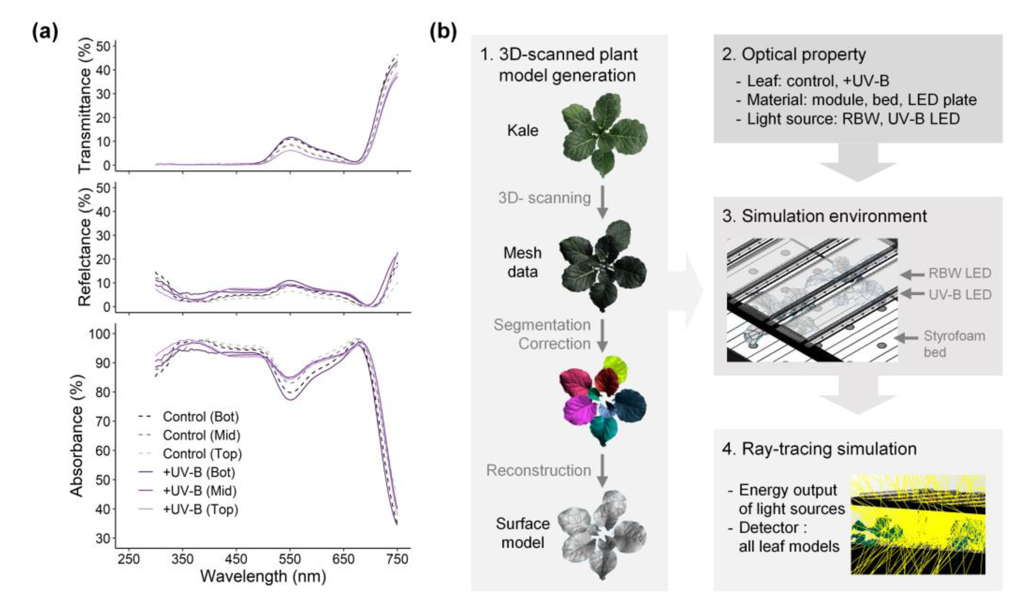 Ijms Free Full Text Quantitative Analysis Of Uv B Radiation Interception In 3d Plant Structures And Intraindividual Distribution Of Phenolic Contents Html