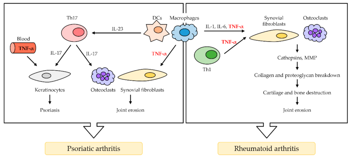IJMS | Free Full-Text | The Role of Tumor Necrosis Factor Alpha (TNF-α) in  Autoimmune Disease and Current TNF-α Inhibitors in Therapeutics | HTML