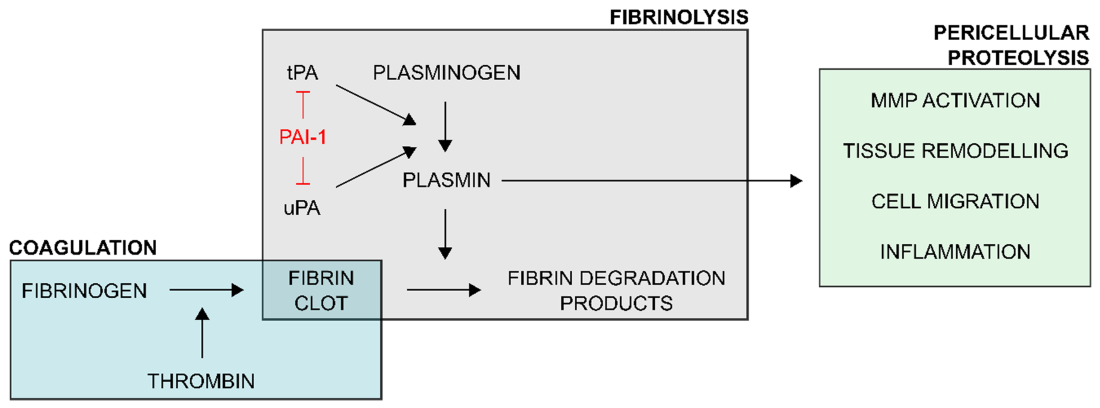 plasminogen-activator