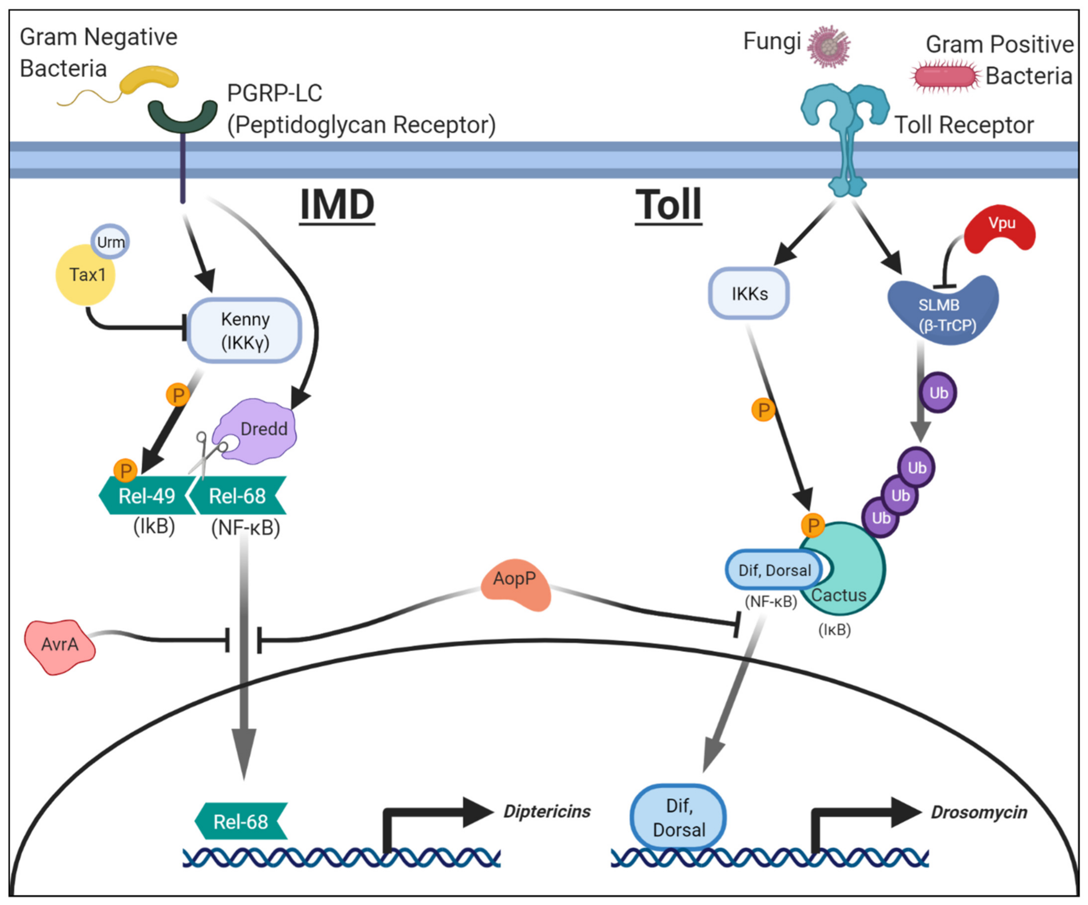 IJMS | Free Full-Text | Drosophila as a Model for Infectious Diseases