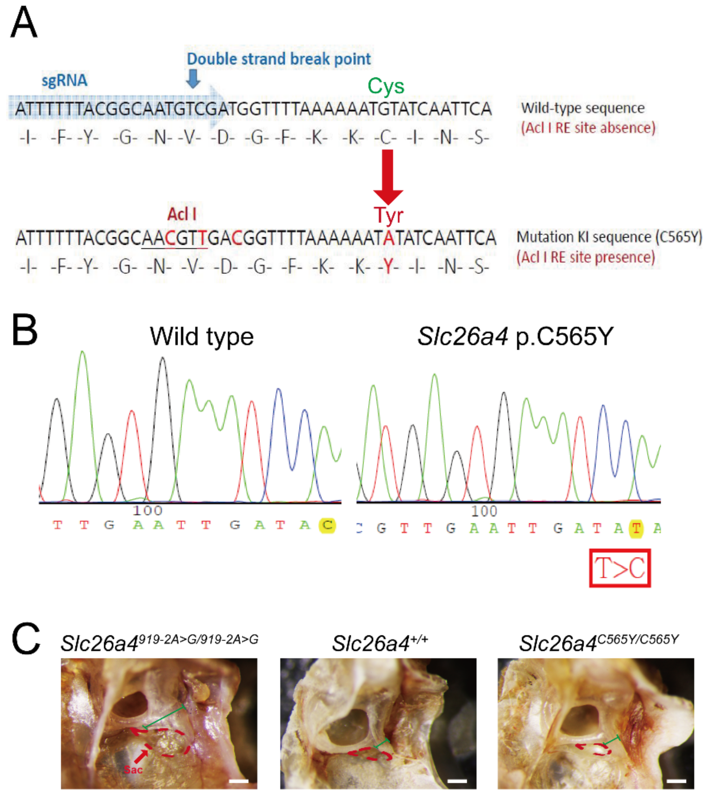 Ijms Free Full Text Toward The Pathogenicity Of The Slc26a4 P C565y Variant Using A Genetically Driven Mouse Model Html