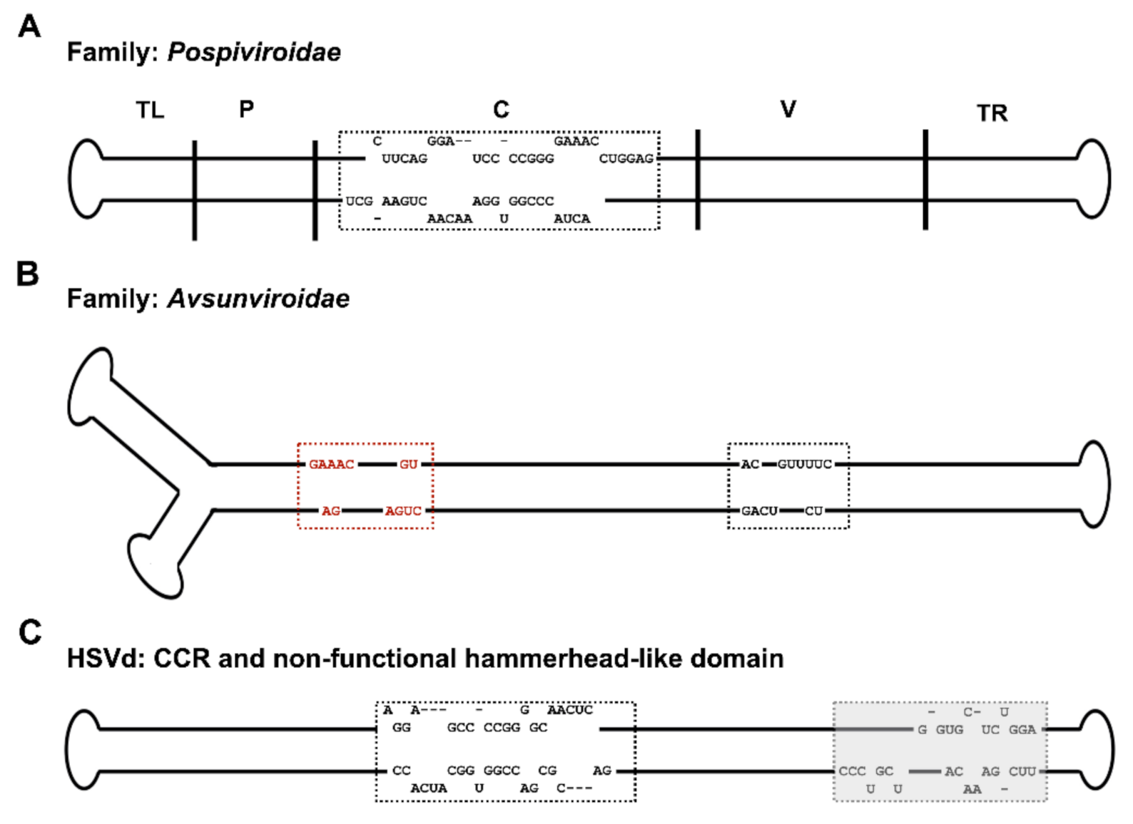 Ijms Free Full Text An Inside Look Into Biological Miniatures Molecular Mechanisms Of Viroids Html