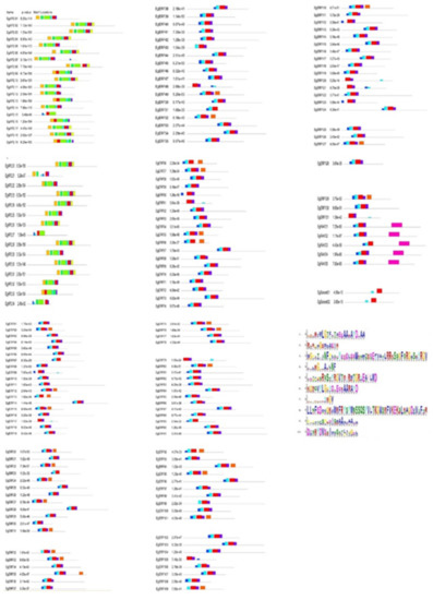 IJMS | Free Full-Text | Genome-Wide Identification and Characterization ...