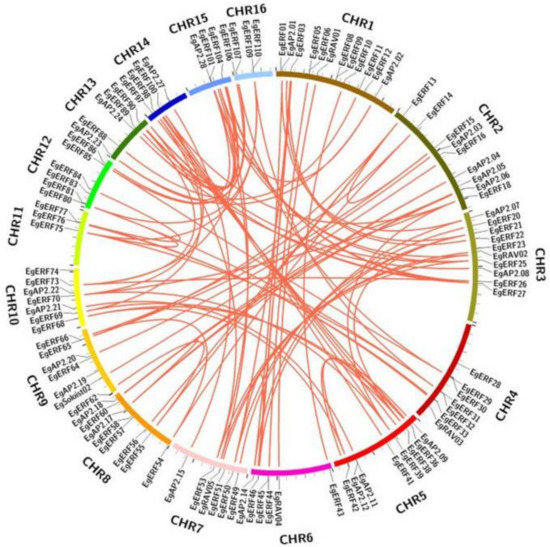 Ijms Free Full Text Genome Wide Identification And Characterization Of Ap2erf Transcription 9459