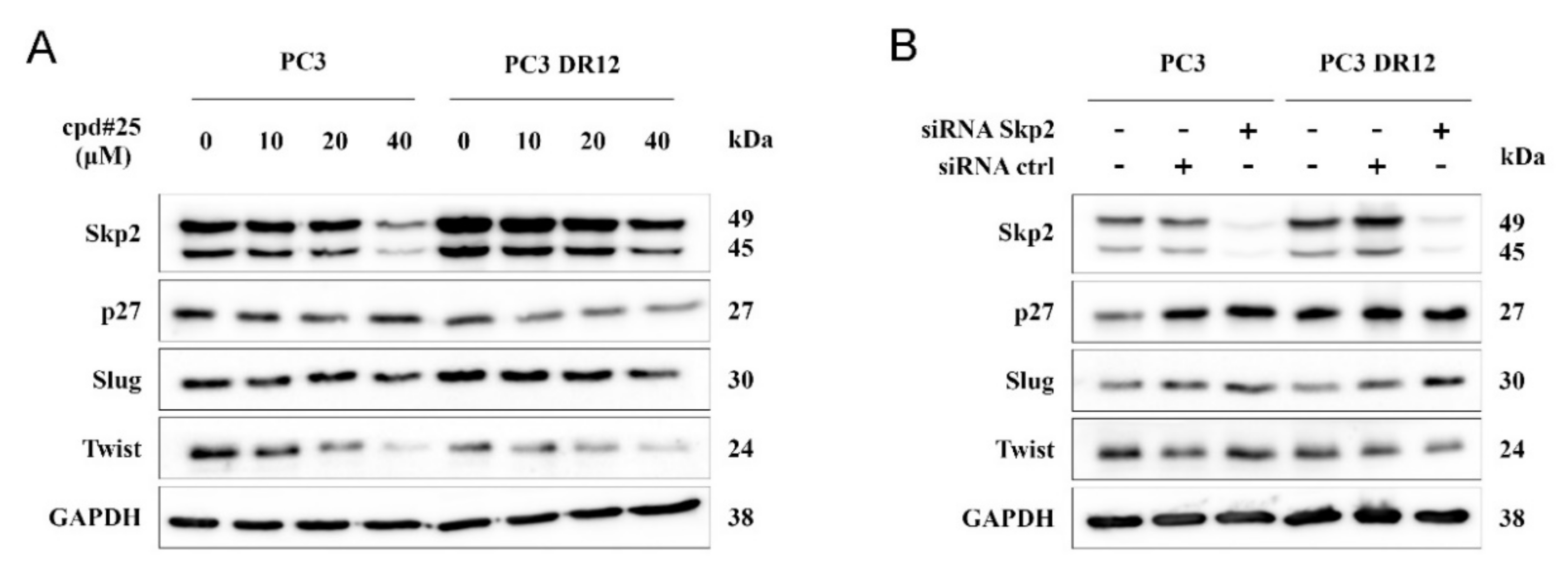 Ijms 22 02844 g004 Ijms 22 02844 g004