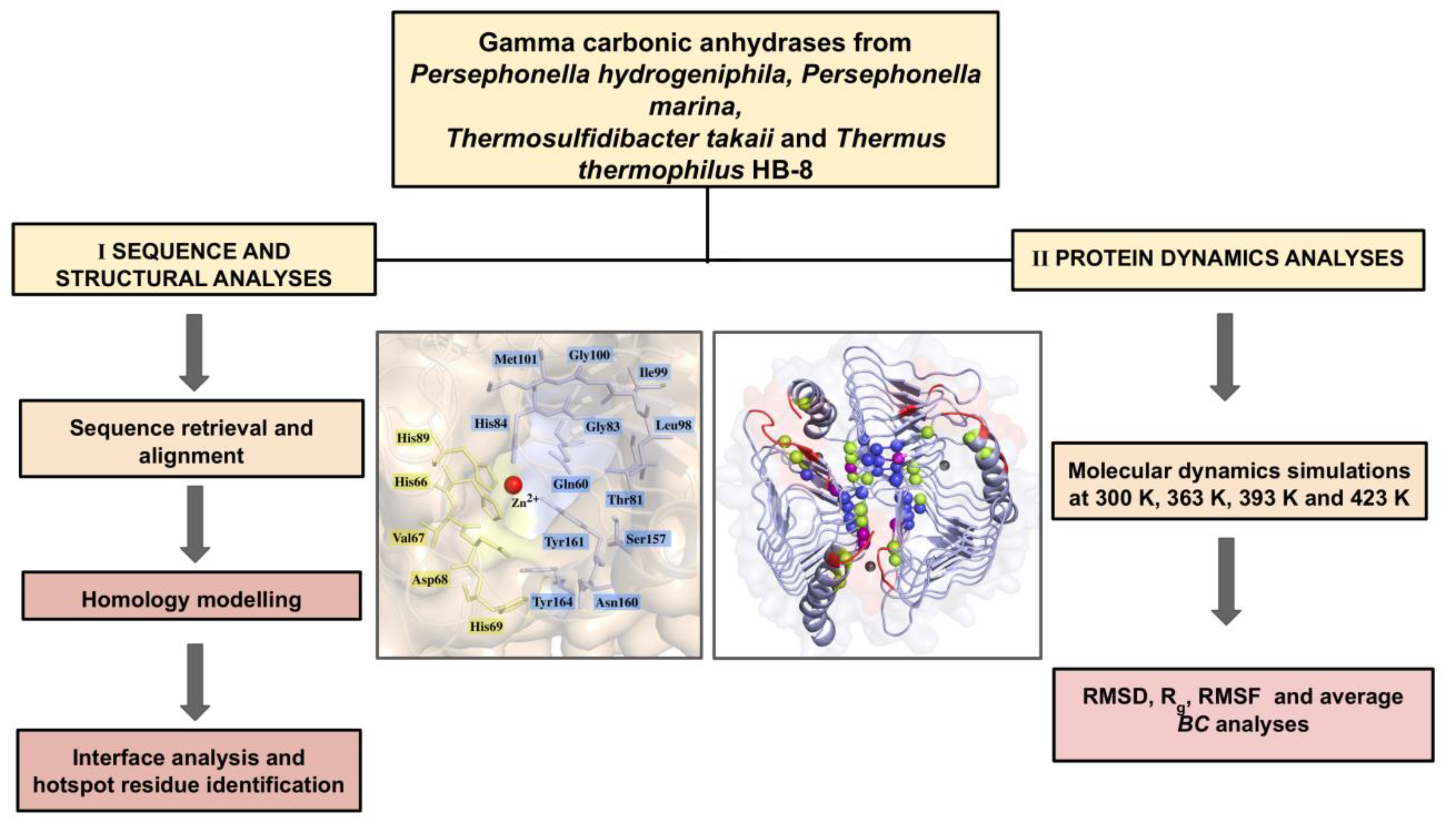 IJMS Free Full Text In Silico Investigation of Potential  