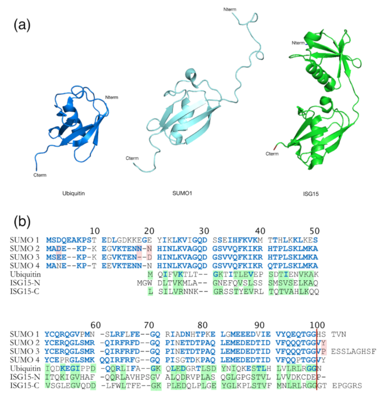 Ijms Free Full Text Post Translational Modifications Of Retroviral Hiv 1 Gag Precursors An Overview Of Their Biological Role Html