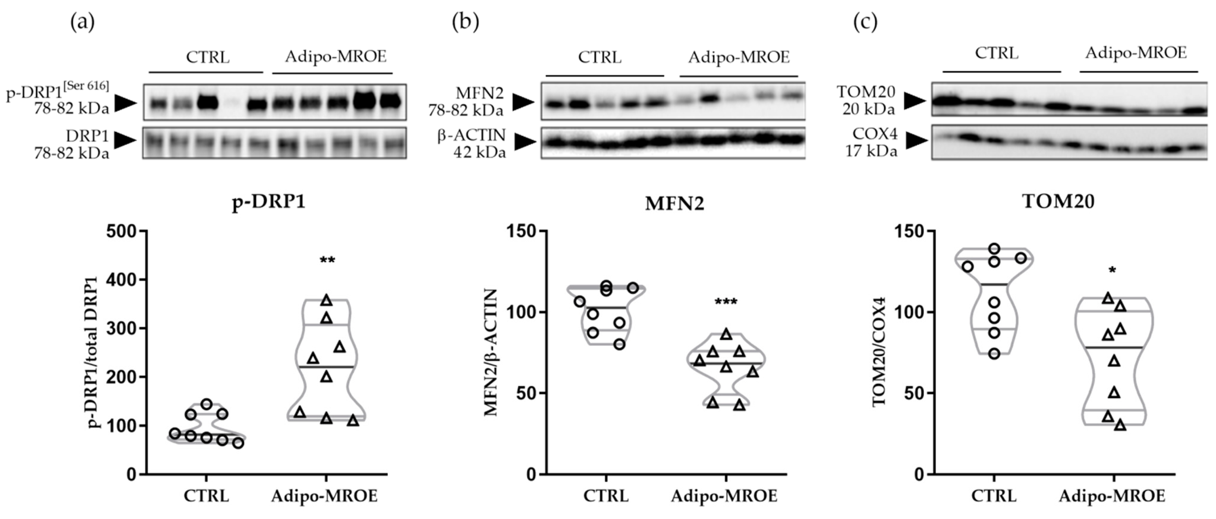 Ijms 22 02881 g005 Ijms 22 02881 g005