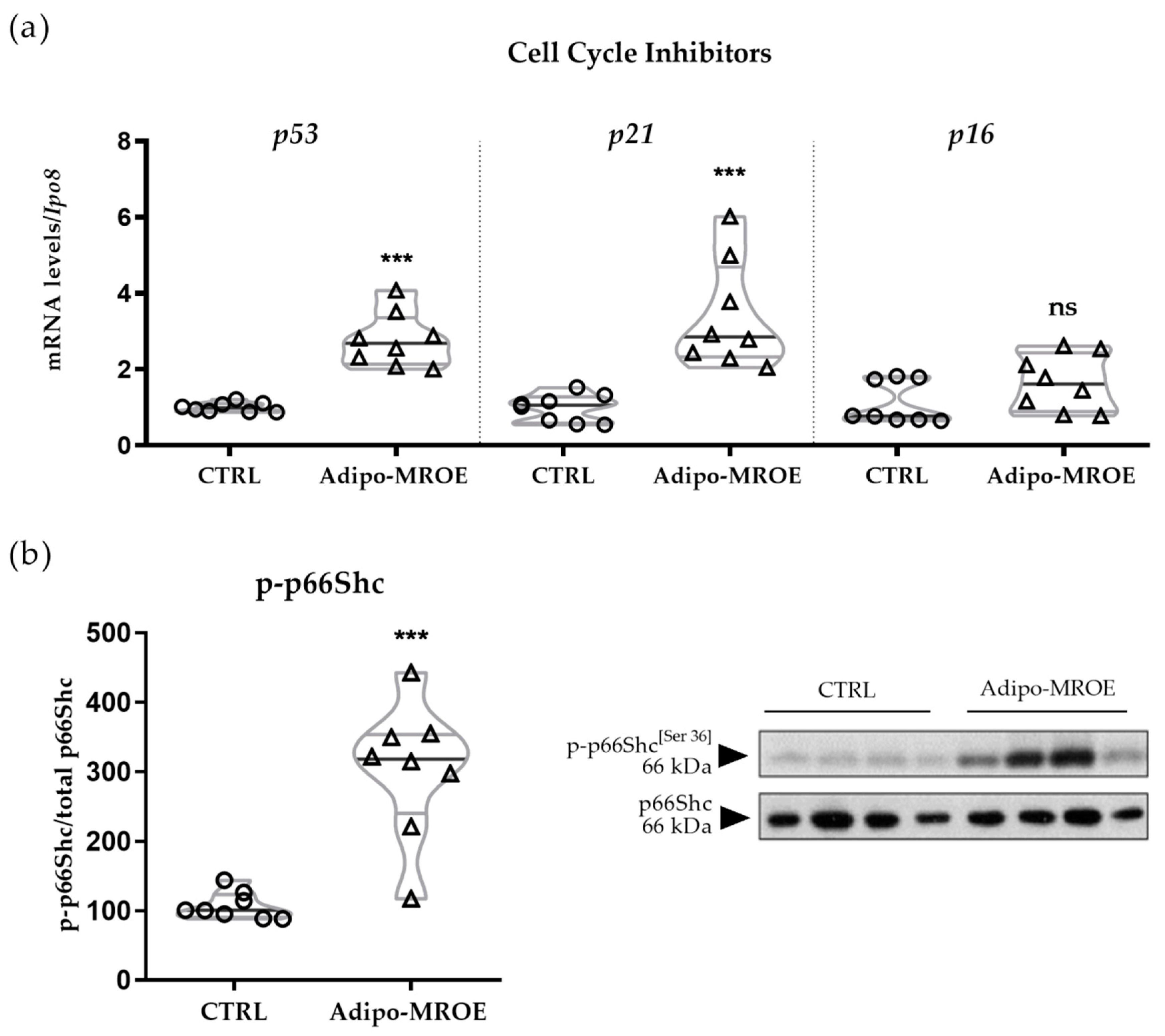 Ijms 22 02881 g006 Ijms 22 02881 g006