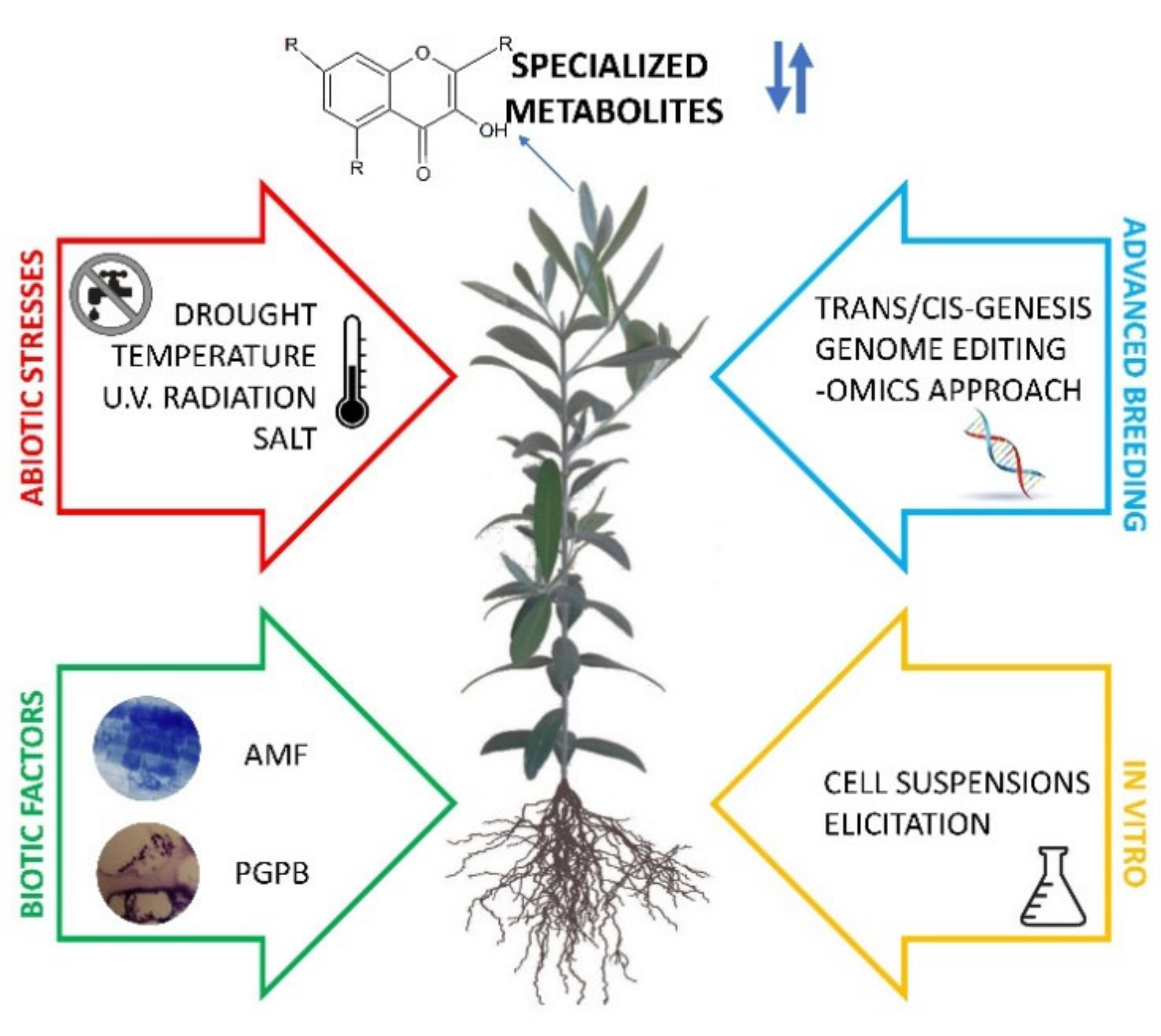 IJMS | Free Full-Text | Strategies to Modulate Specialized Metabolism in  Mediterranean Crops: From Molecular Aspects to Field | HTML