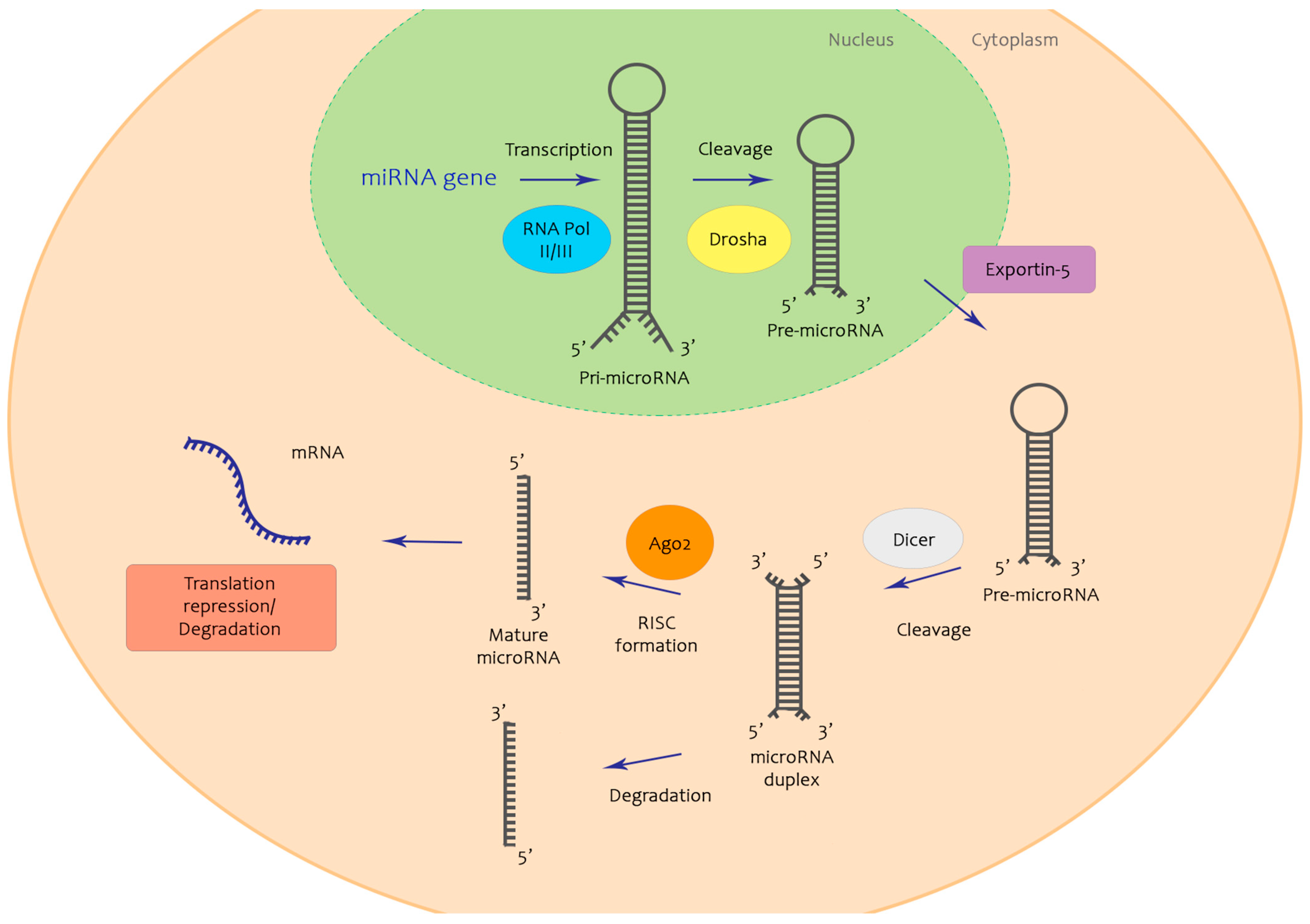 Ijms 22 02910 g001 Ijms 22 02910 g001