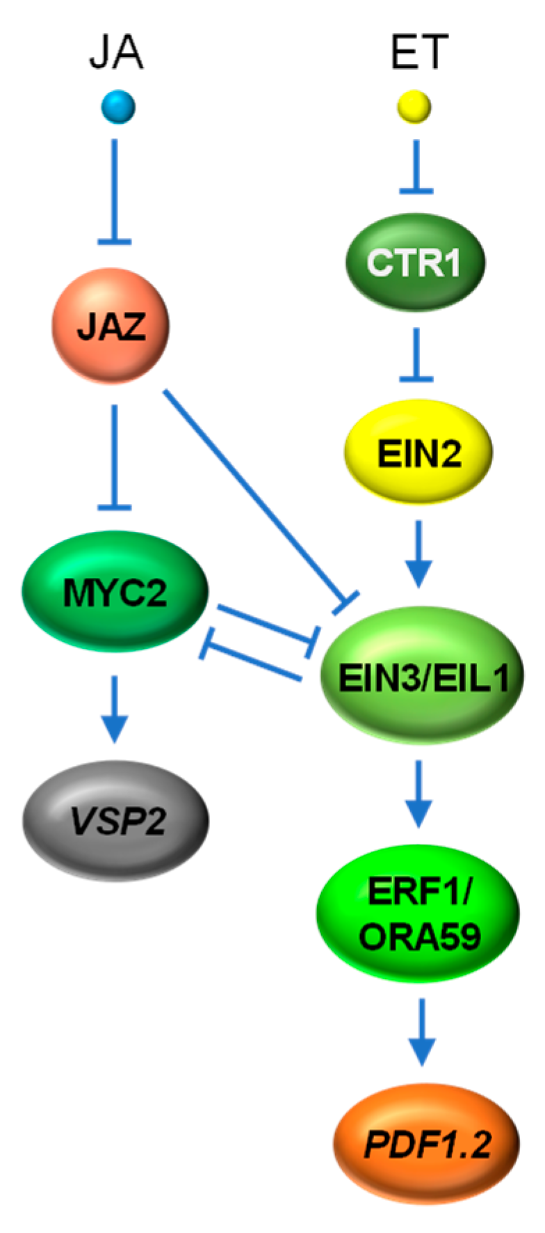 Ijms 22 02914 g006 Ijms 22 02914 g006