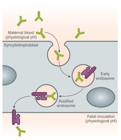 IJMS | Free Full-Text | The Role of TNF-α and Anti-TNF-α Agents during ...