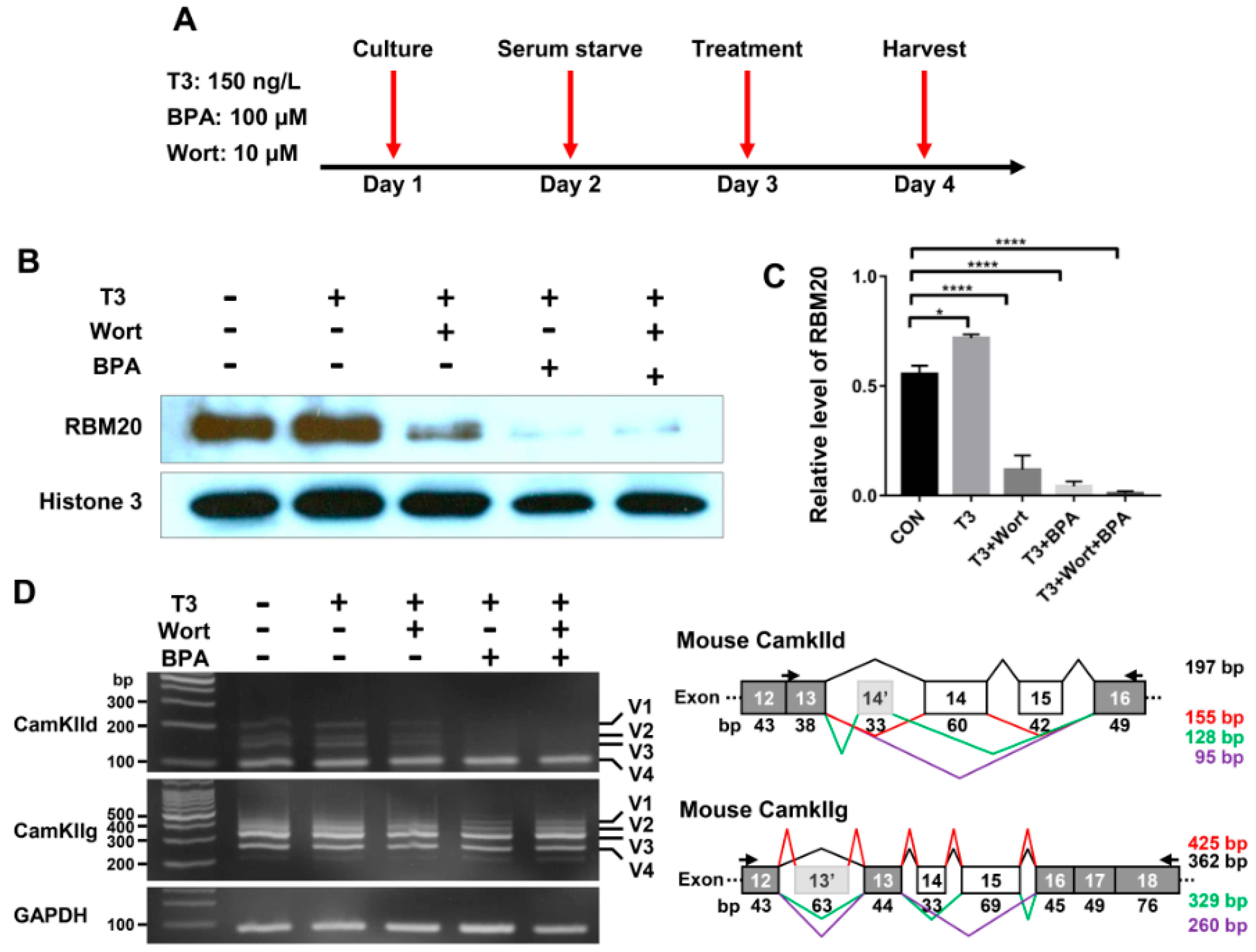 Ijms 22 02928 g005 Ijms 22 02928 g005