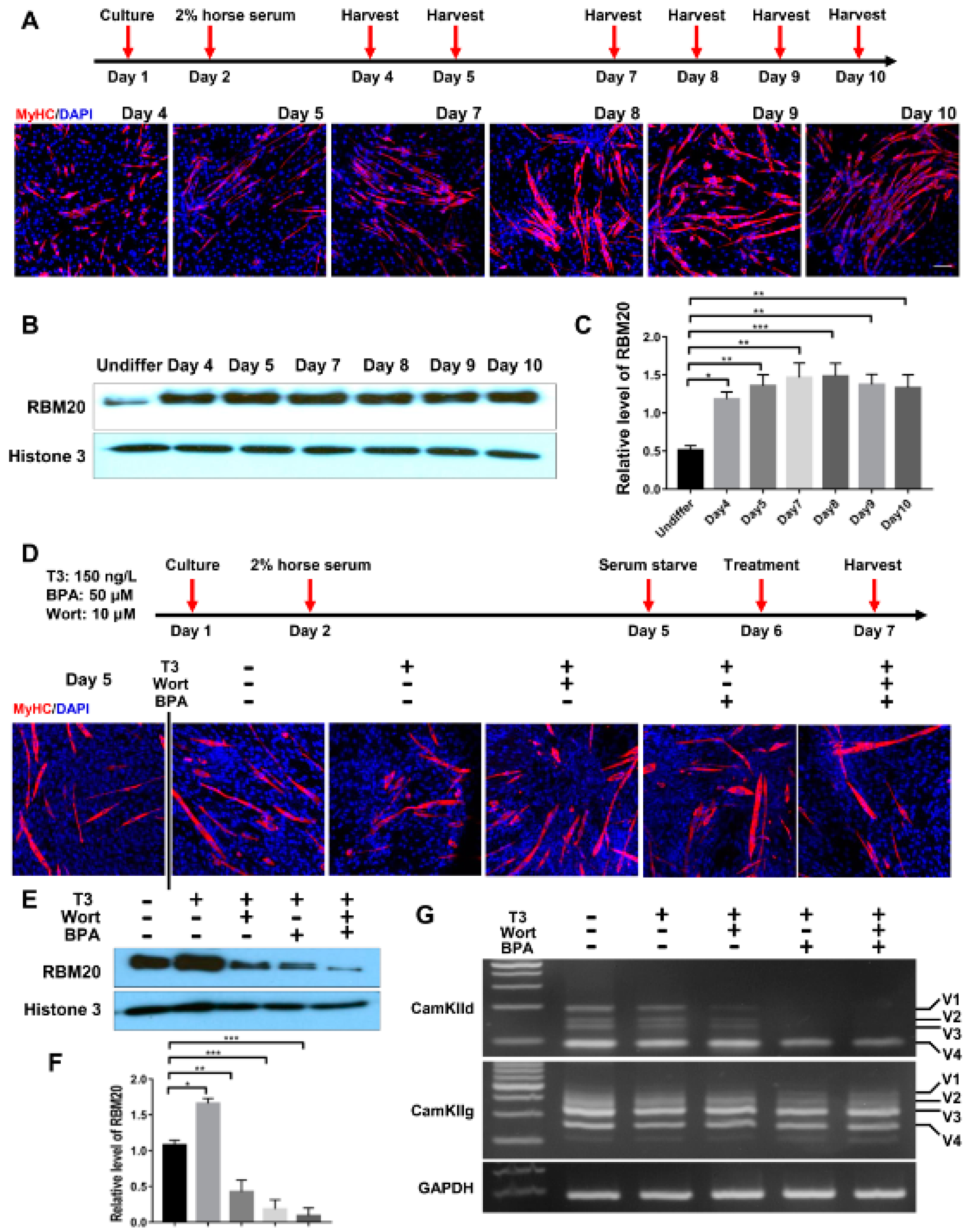 Ijms 22 02928 g006 Ijms 22 02928 g006