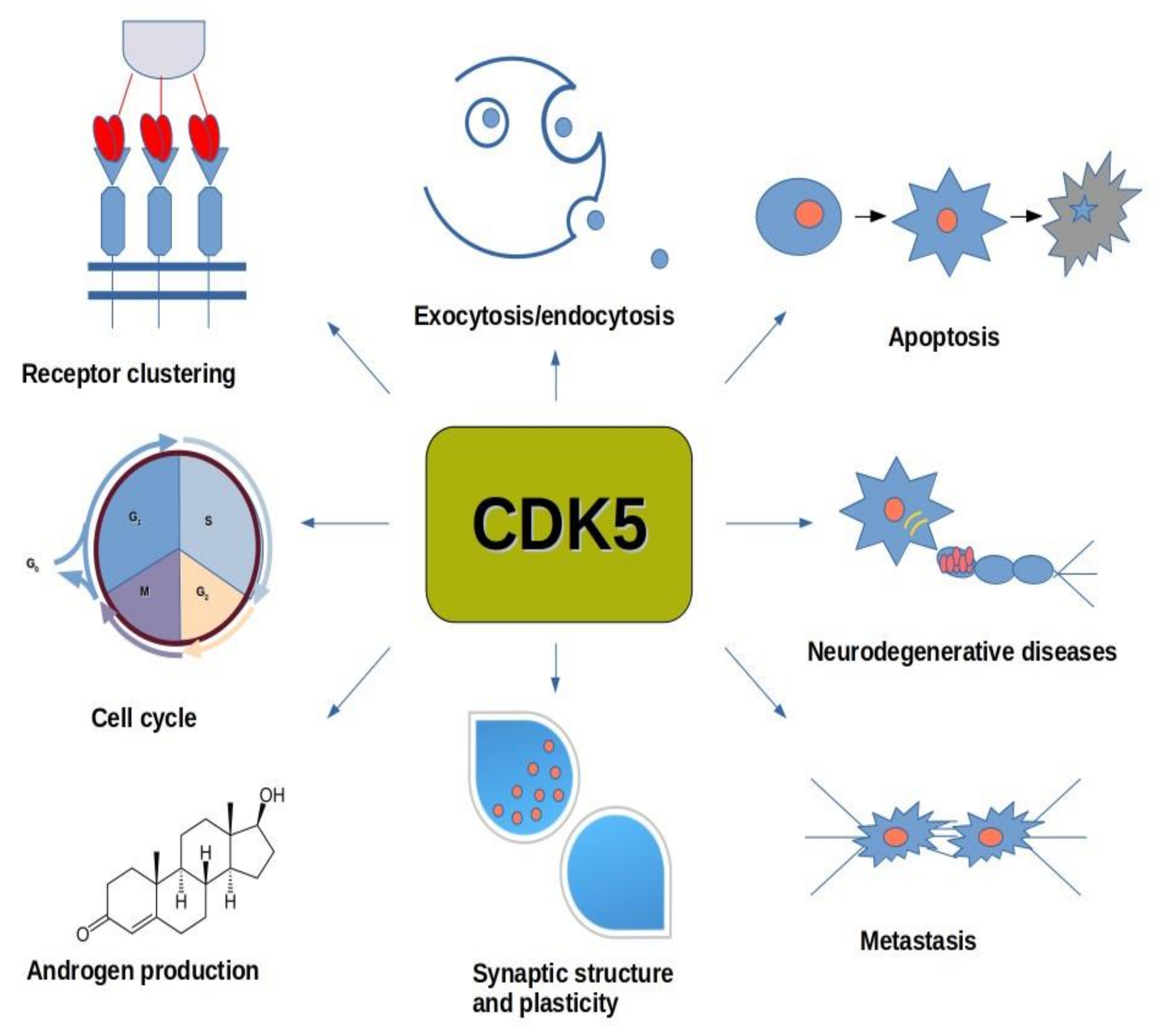 IJMS | Free Full-Text | Cyclin-Dependent Kinases (CDK) and Their Role in  Diseases Development–Review | HTML