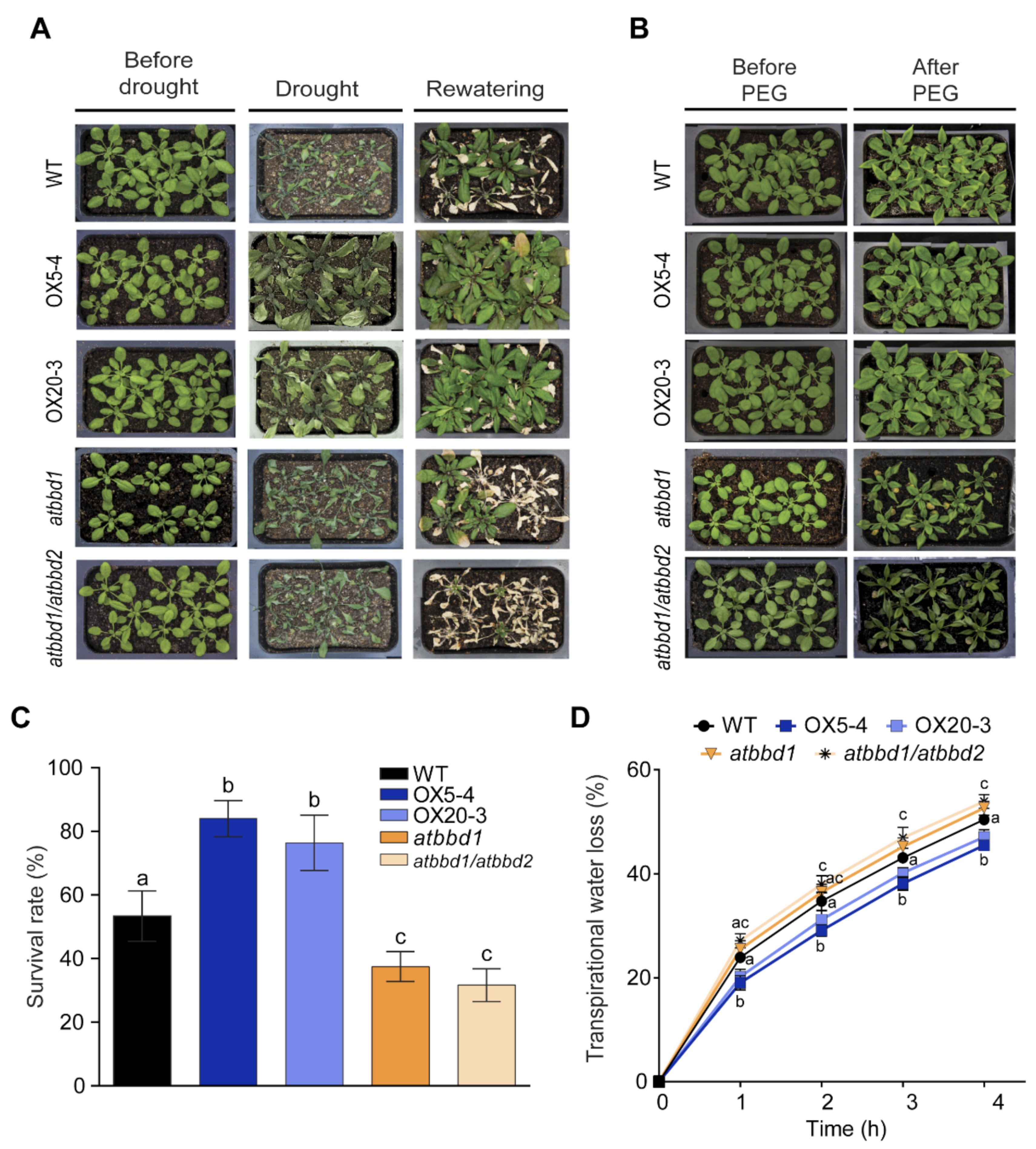 Ijms 22 02936 g003 Ijms 22 02936 g003