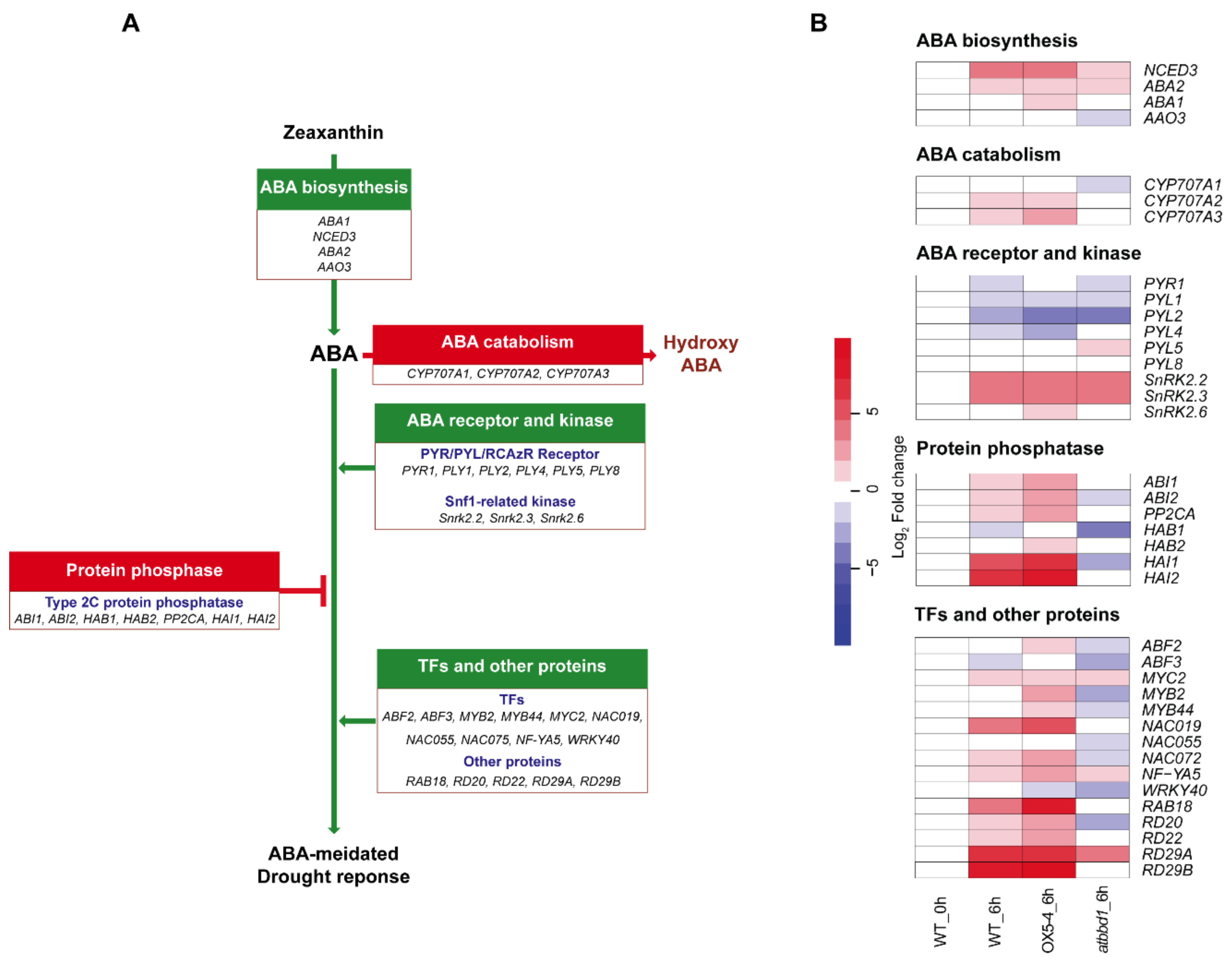 Ijms 22 02936 g006 Ijms 22 02936 g006