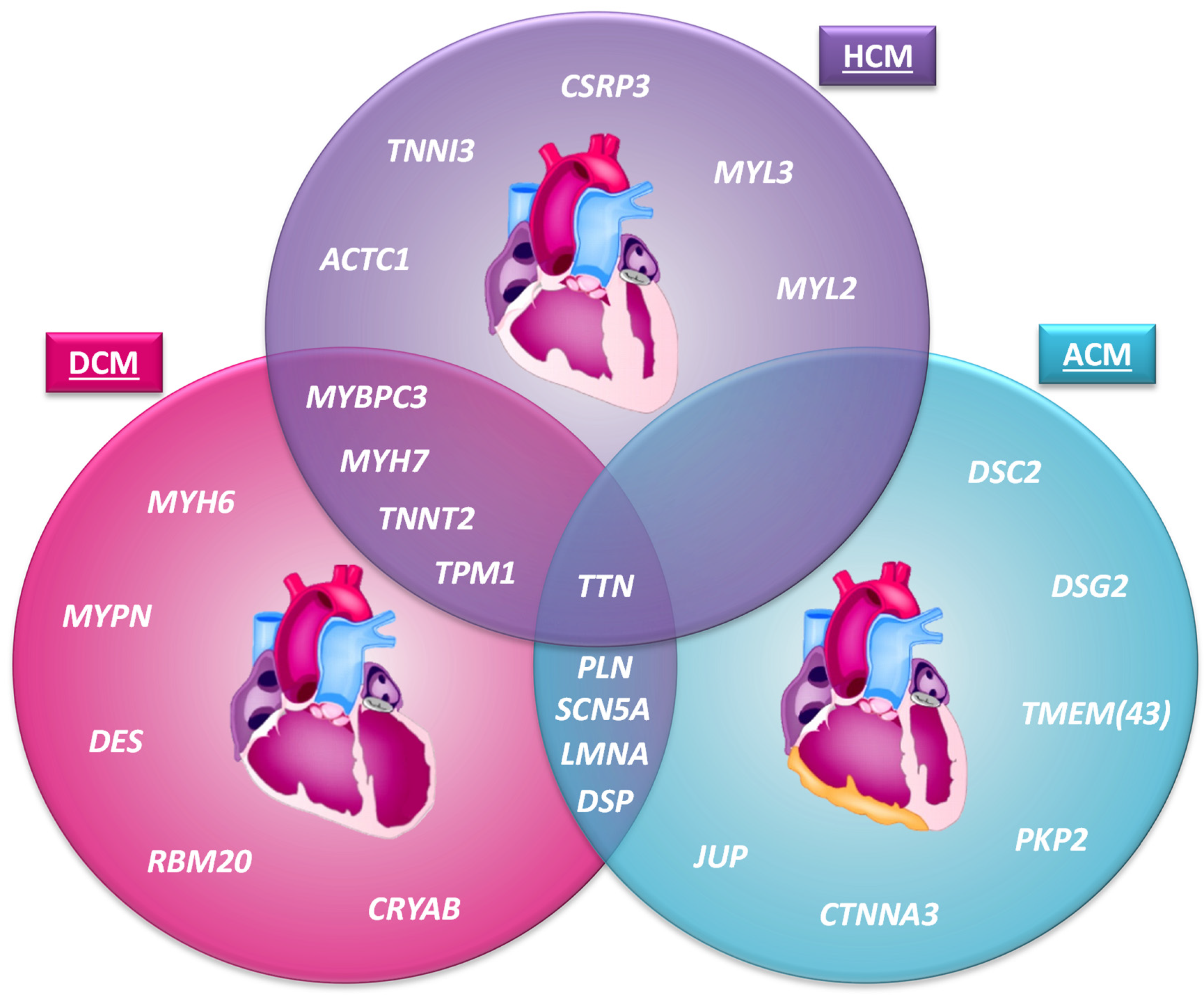 IJMS | Free Full-Text | The Time Has Come to Explore Plasma Biomarkers in  Genetic Cardiomyopathies