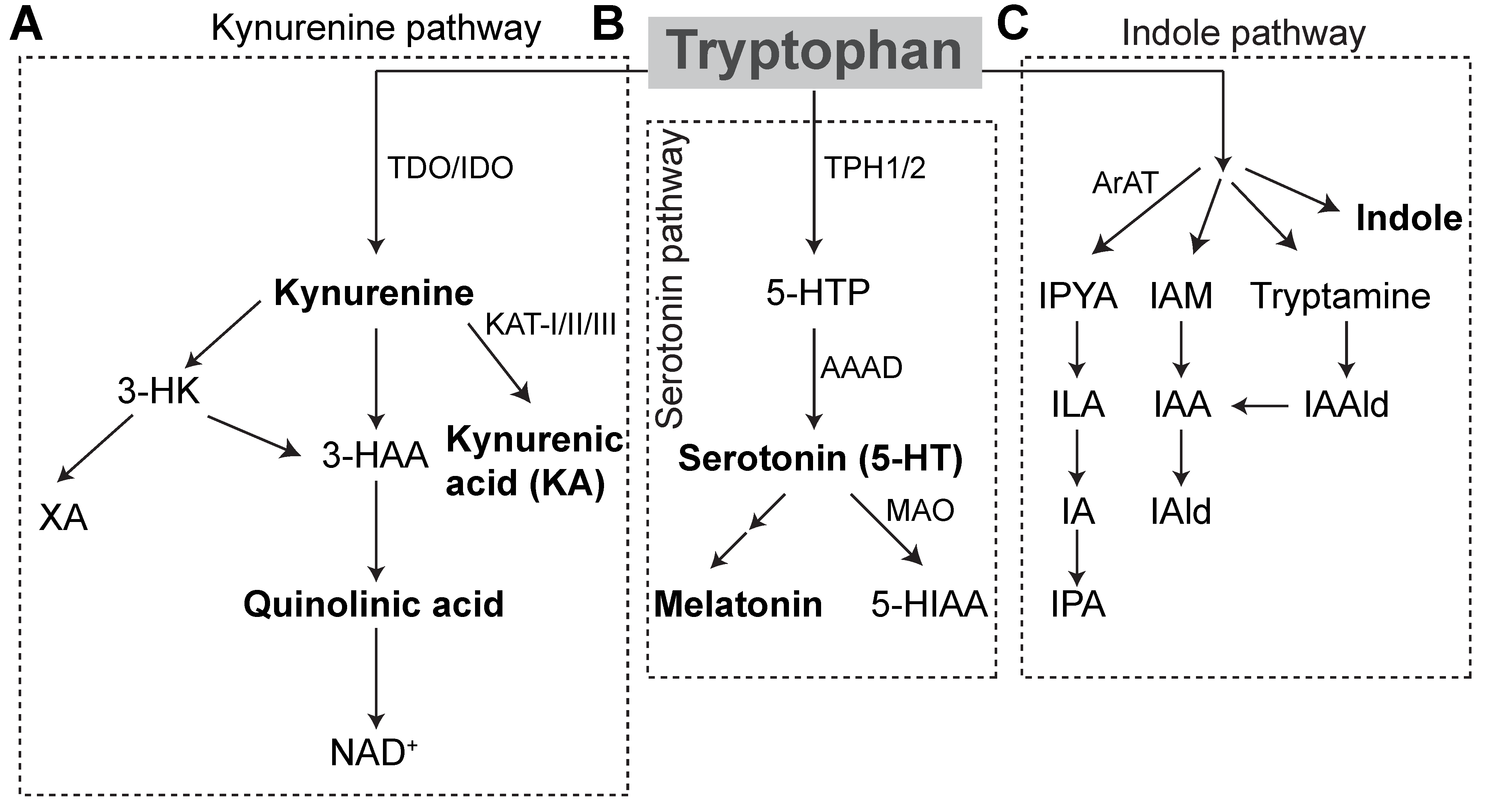 Conversion of tryptophan to bicarbonate