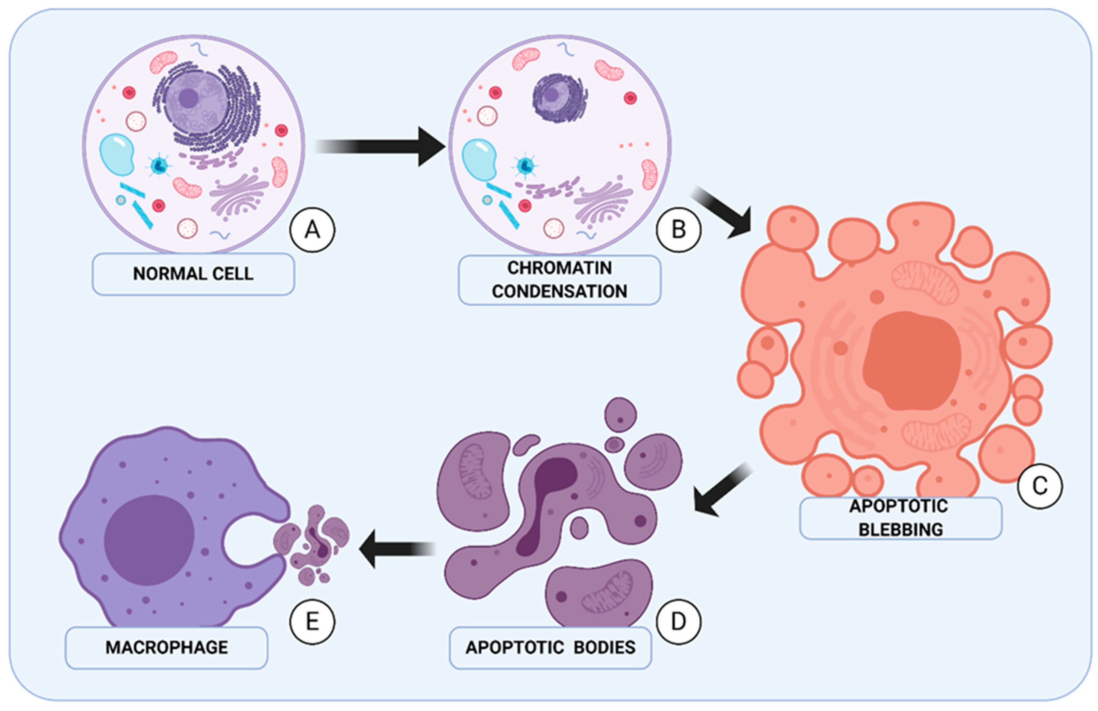 Ijms 22 02981 g001 Ijms 22 02981 g001