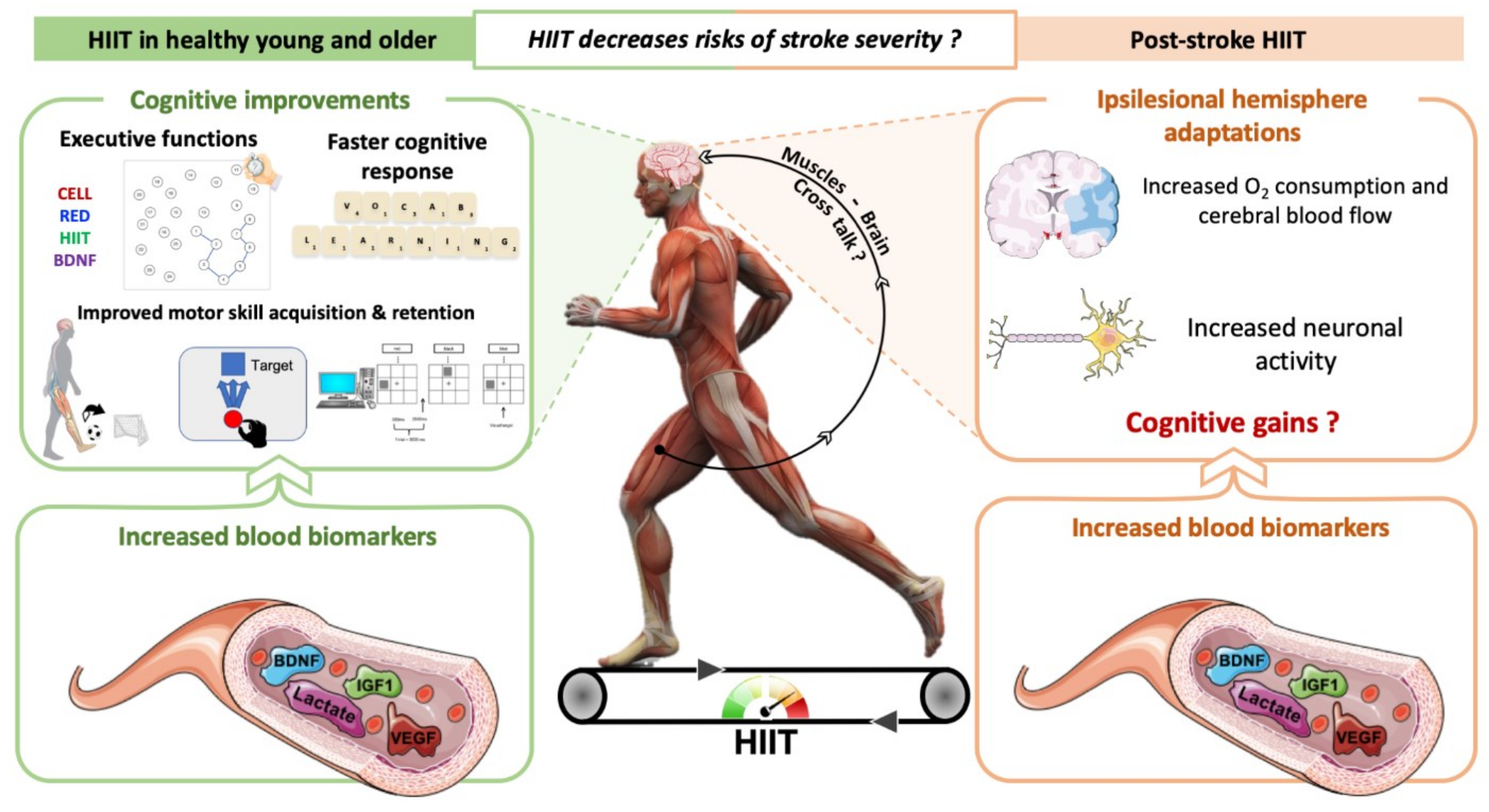 IJMS | Free Full-Text | Is High-Intensity Interval Training Suitable to  Promote Neuroplasticity and Cognitive Functions after Stroke?
