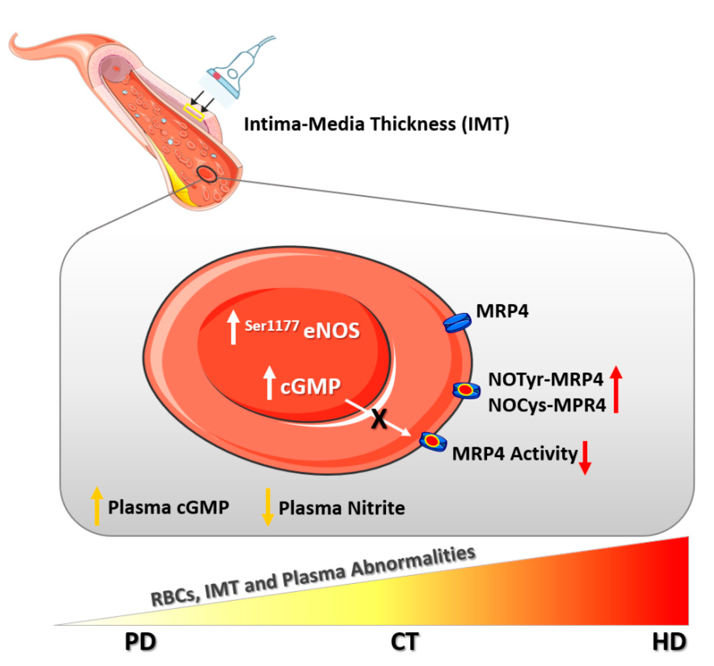 Ijms 22 03049 g008 Ijms 22 03049 g008