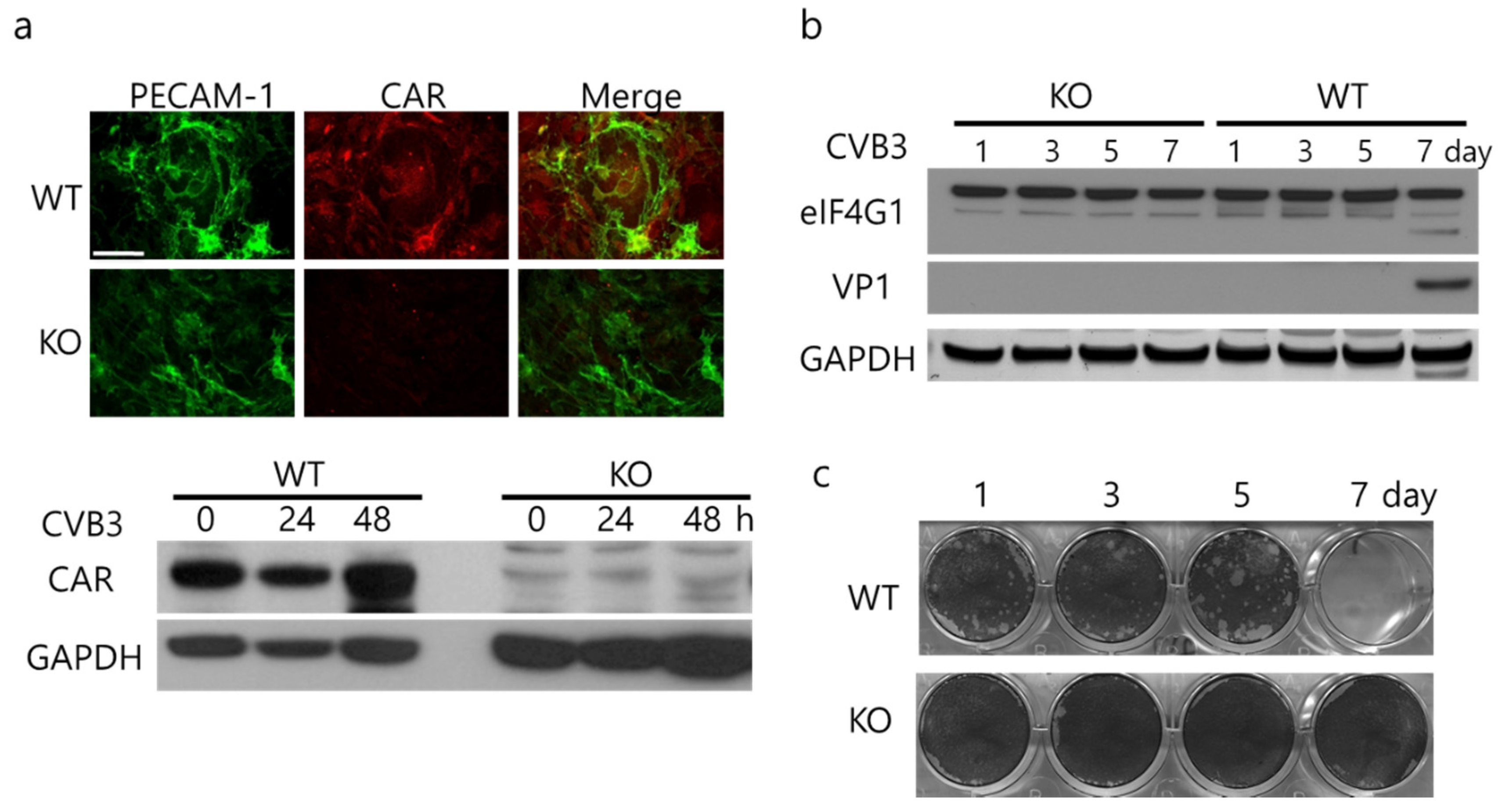 Ijms 22 03053 g002 Ijms 22 03053 g002