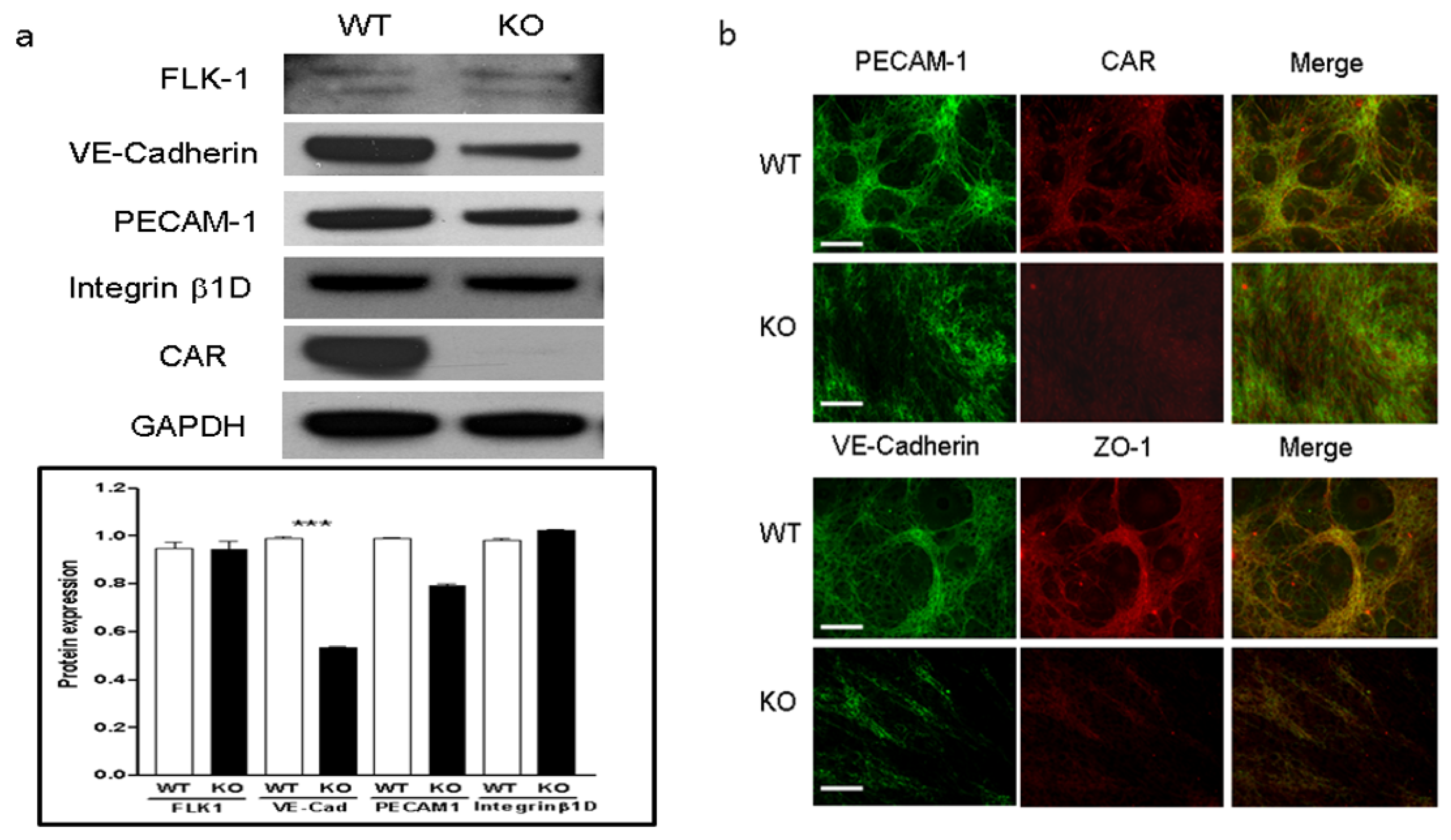 Ijms 22 03053 g006 Ijms 22 03053 g006