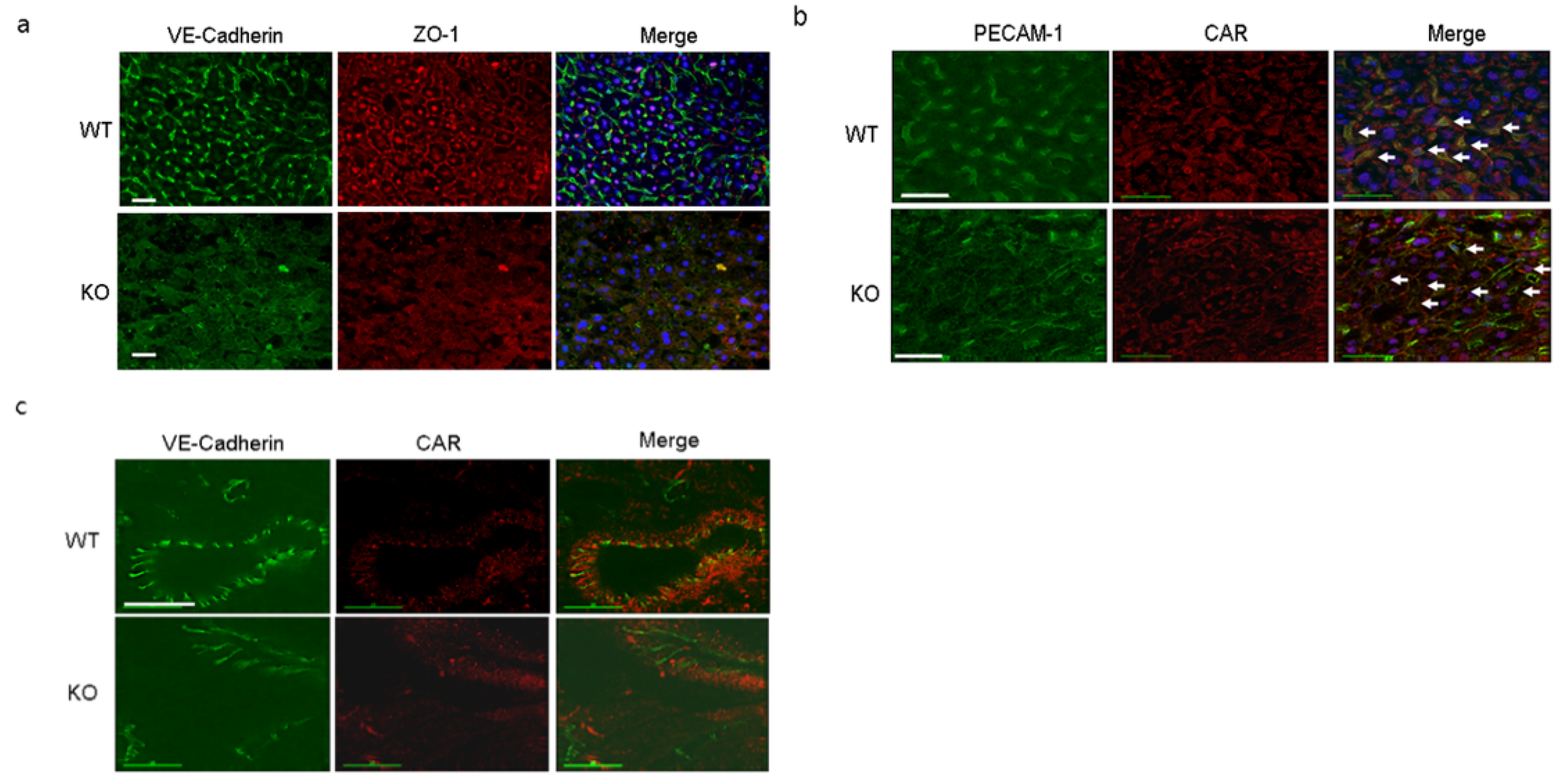 Ijms 22 03053 g007 Ijms 22 03053 g007