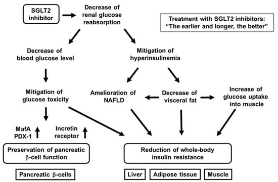 IJMS | Free Full-Text | Unexpected Pleiotropic Effects of SGLT2 ...