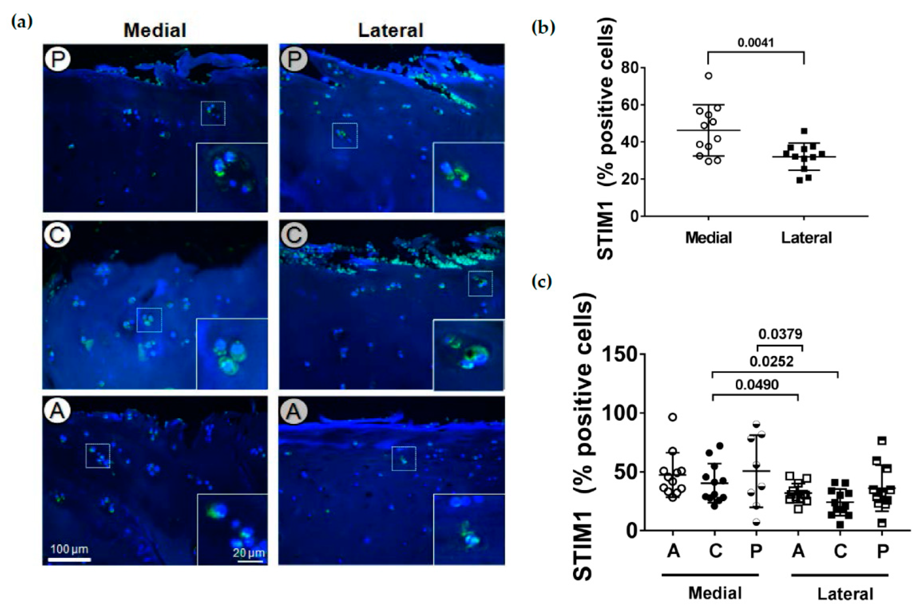 Ijms 22 03073 g005 Ijms 22 03073 g005