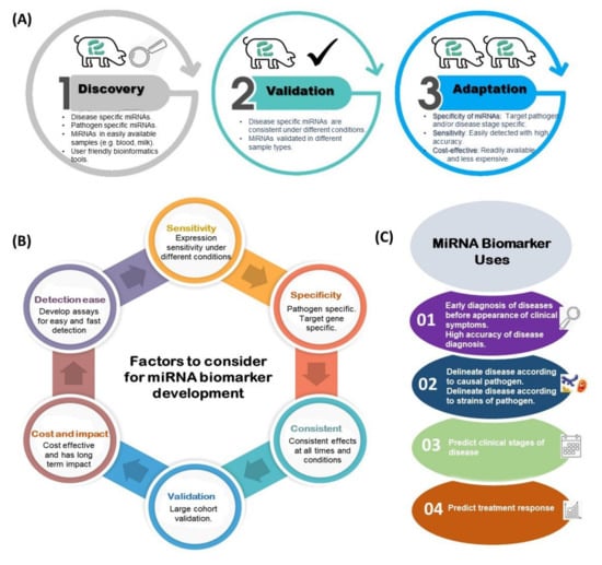 ijms-free-full-text-mirna-regulatory-functions-in-farm-animal