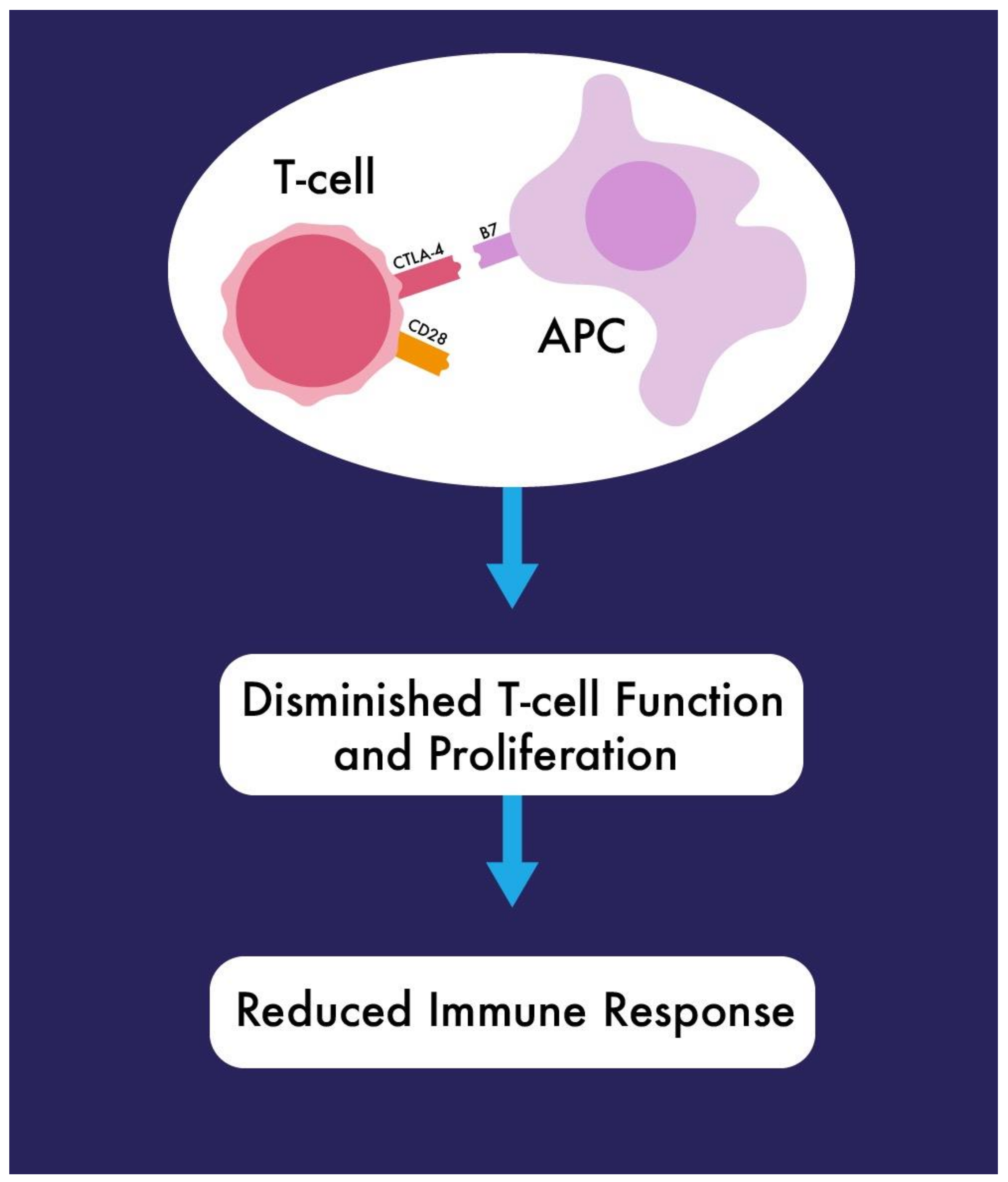 IJMS  Free Full-Text  The Role of CTLA4 and Its Polymorphisms in Solid Organ and 