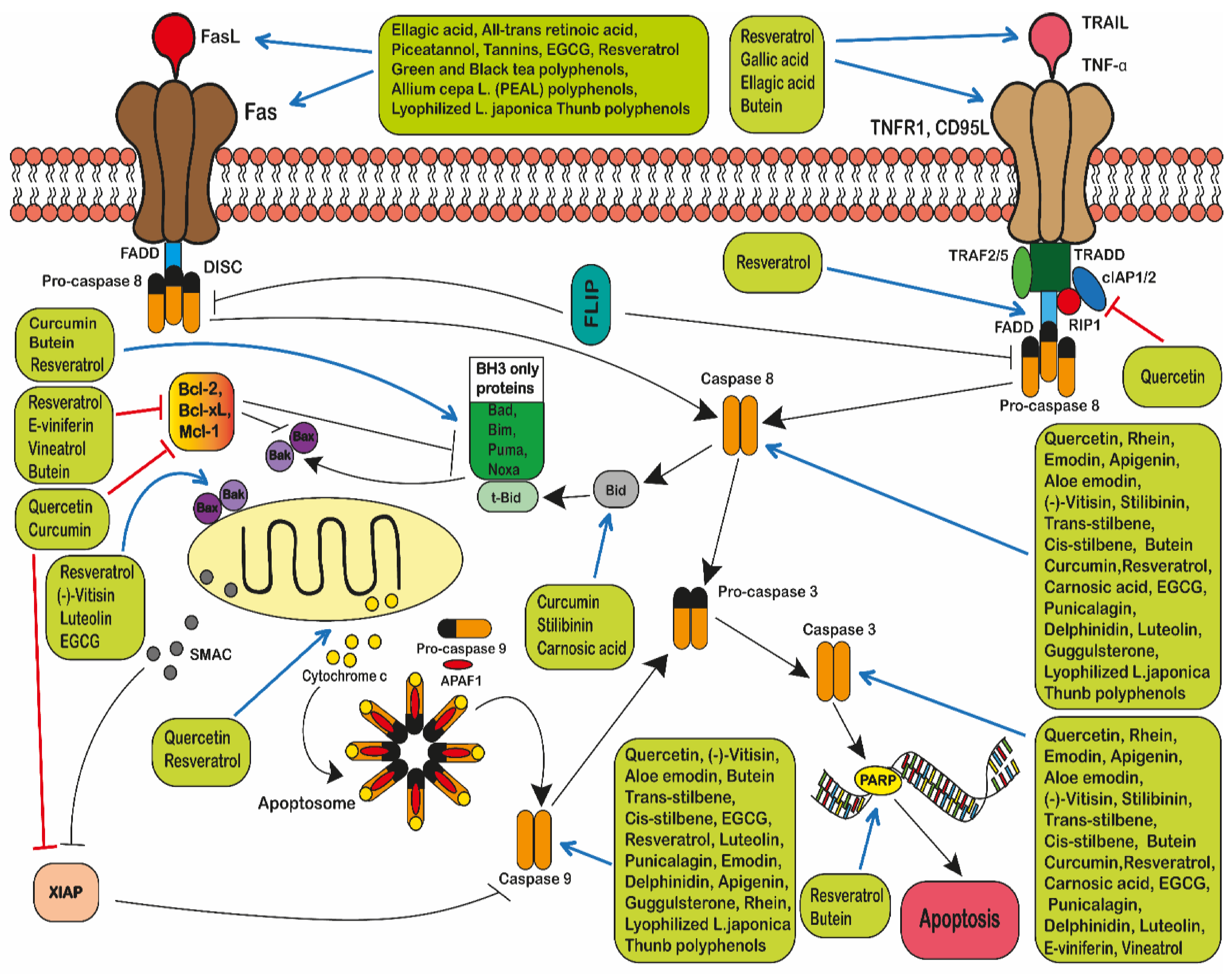 Ijms 22 03085 g006 Ijms 22 03085 g006