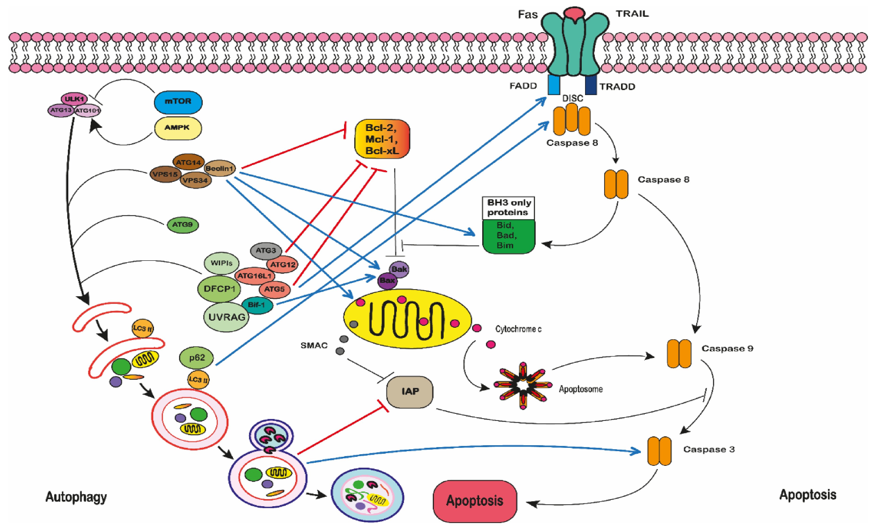 Ijms 22 03085 g008 Ijms 22 03085 g008
