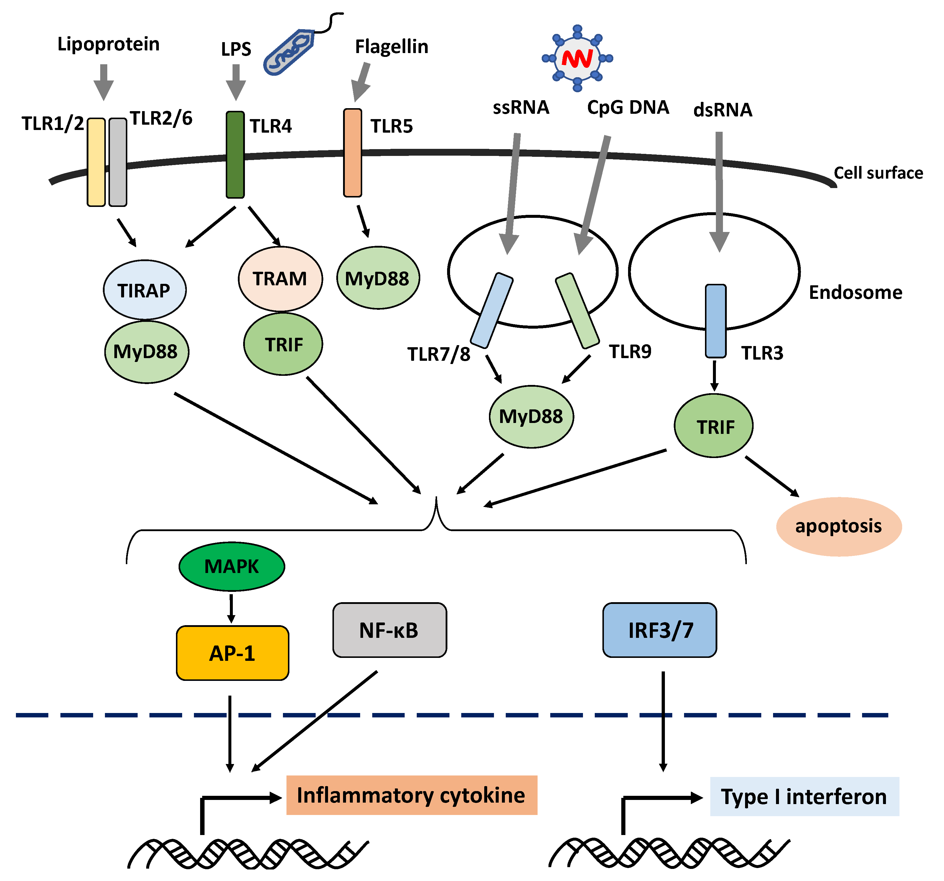 IJMS | Free Full-Text | Role Of The Innate Immunity Signaling Pathway ...