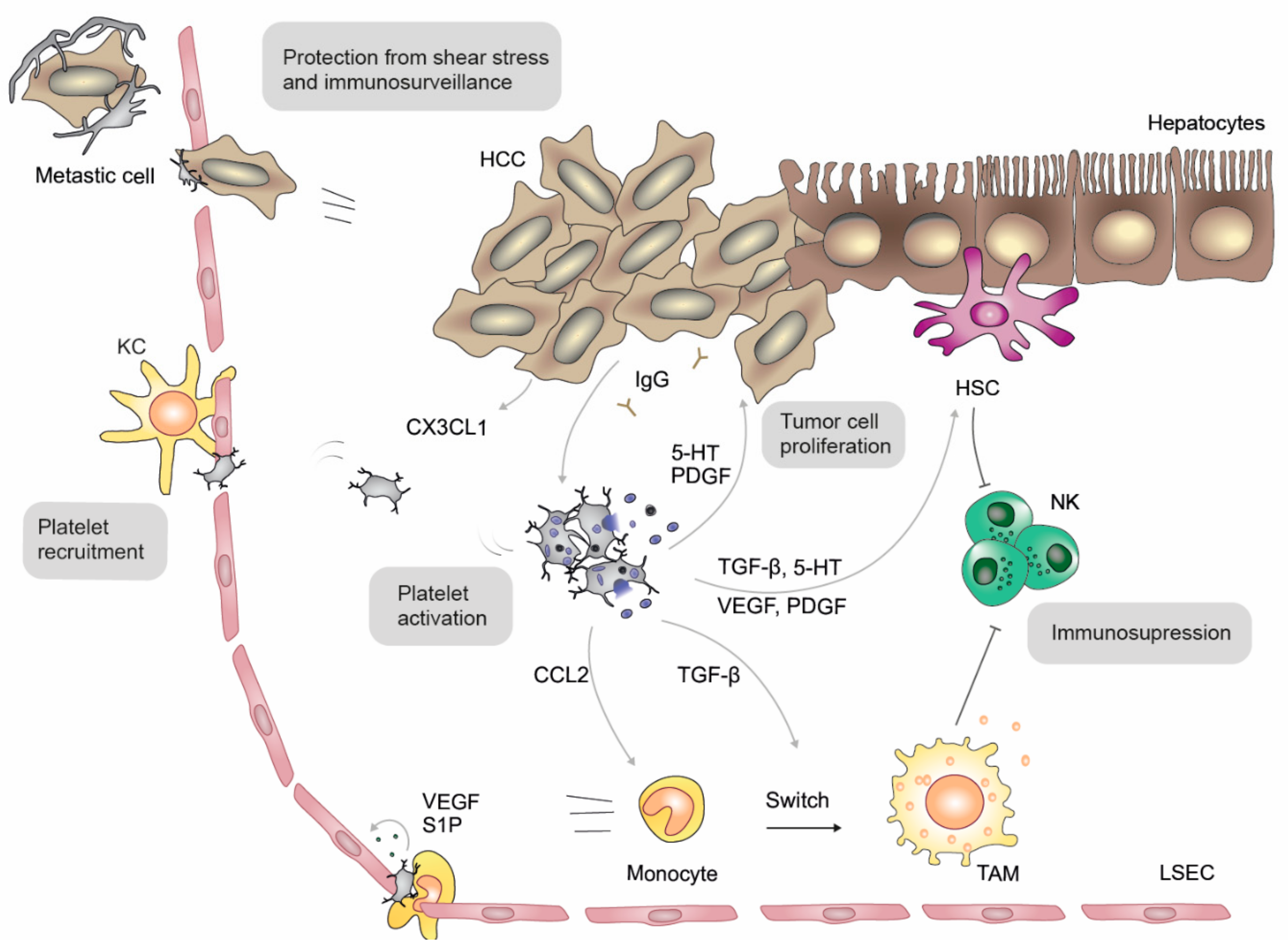 Formation of Slime during Cancer Cells Isolation.