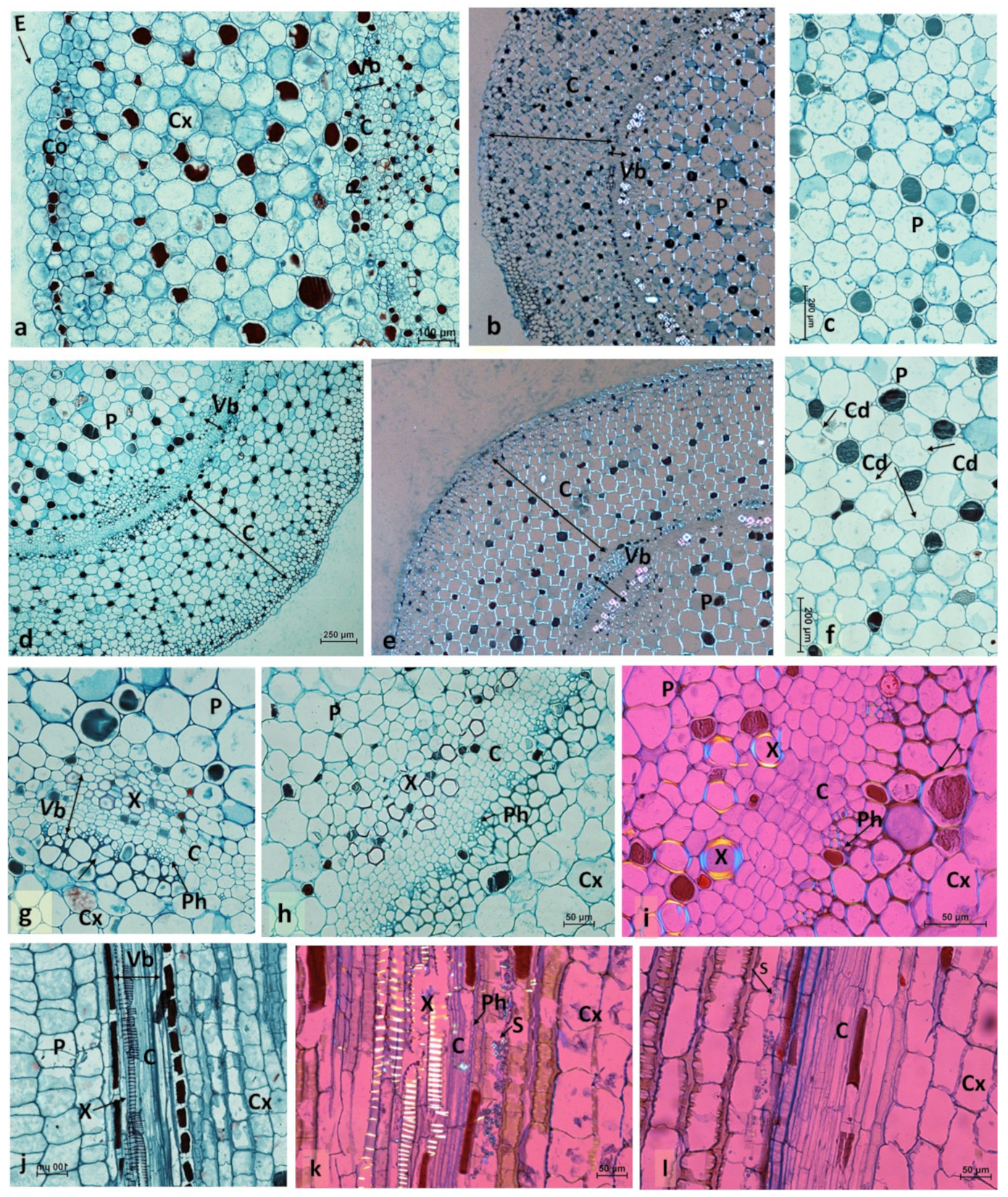 Ijms 22 03118 g002 Ijms 22 03118 g002